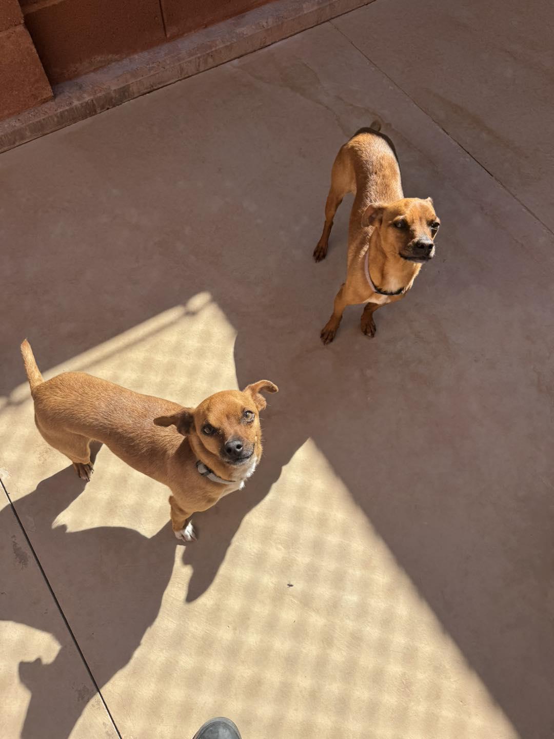 Enlarge Benny , a ADOPTABLE Chihuahua in Ivins, UT image 2/2