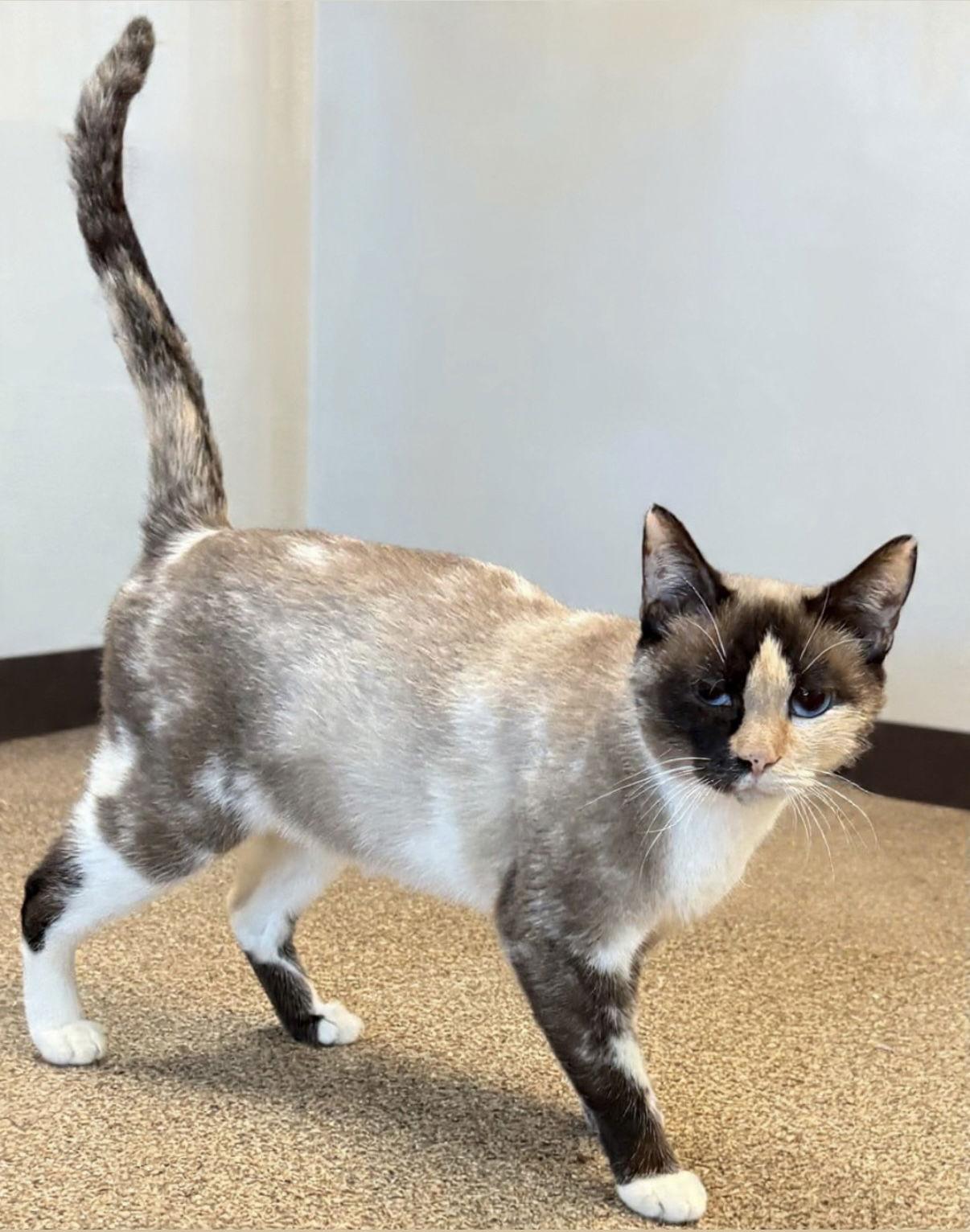 Saraphina, Adoptable, Young Female Domestic Short Hair.