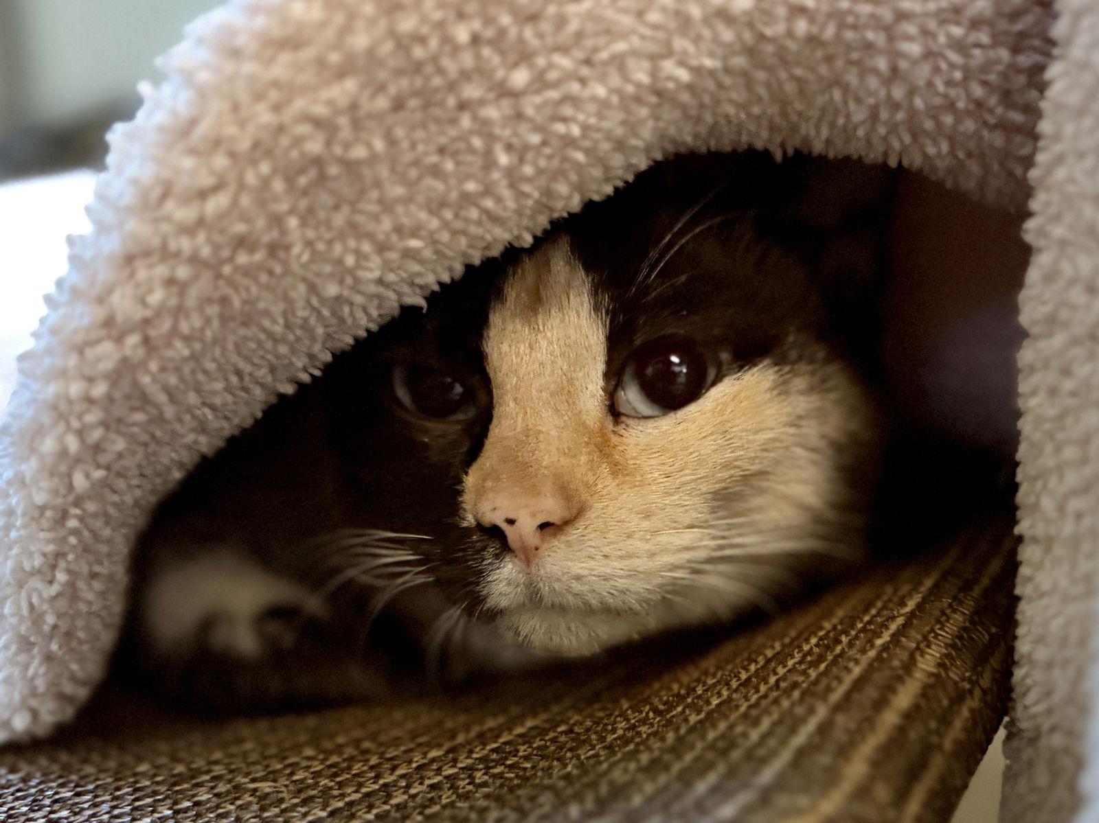 Enlarge Saraphina, a Adoptable Domestic Short Hair in Sanford, FL image 2/3