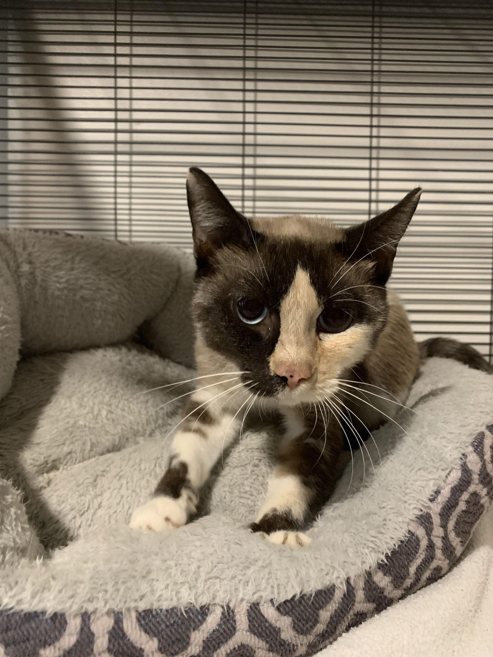 Enlarge Saraphina, a Adoptable Domestic Short Hair in Sanford, FL image 3/3