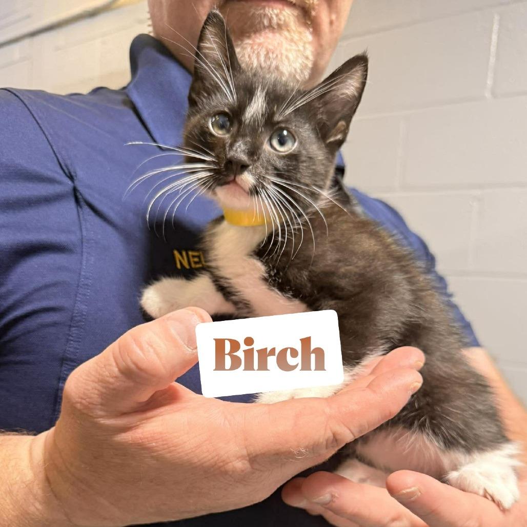 Birch, Adoptable, Kitten Male Domestic Short Hair.