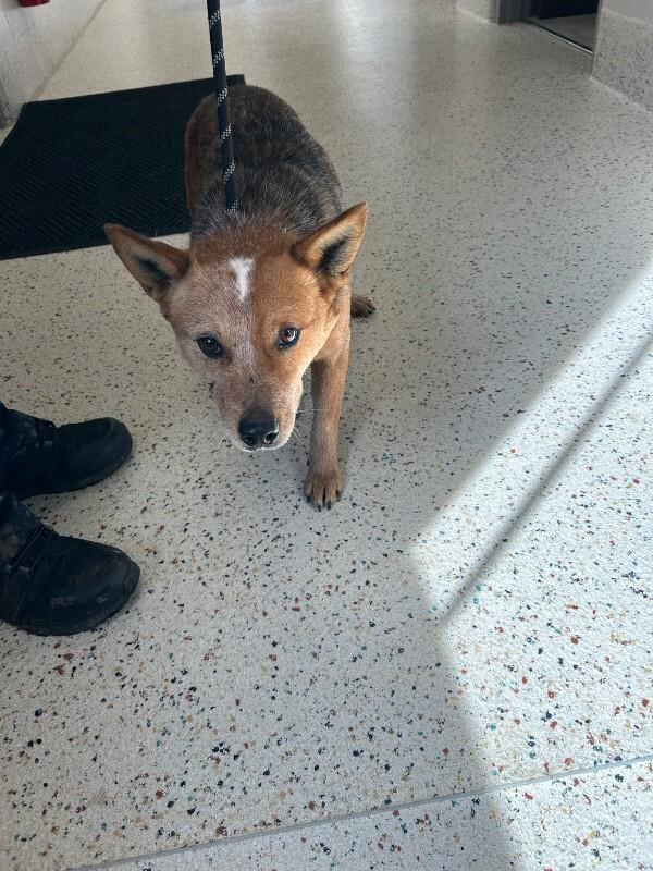 Enlarge Hank, a Adoptable Cattle Dog in Providence Forge, VA image 1/1