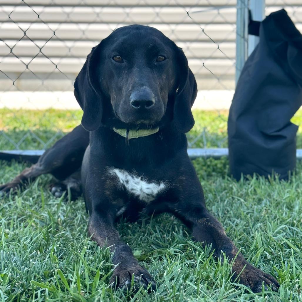 Enlarge Remington, a Adoptable Plott Hound in Harrisonburg, VA image 1/6