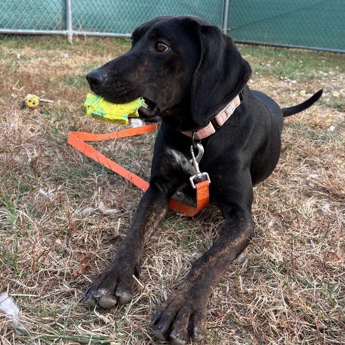 Remington, a Adoptable Plott Hound in Harrisonburg, VA image 1/6