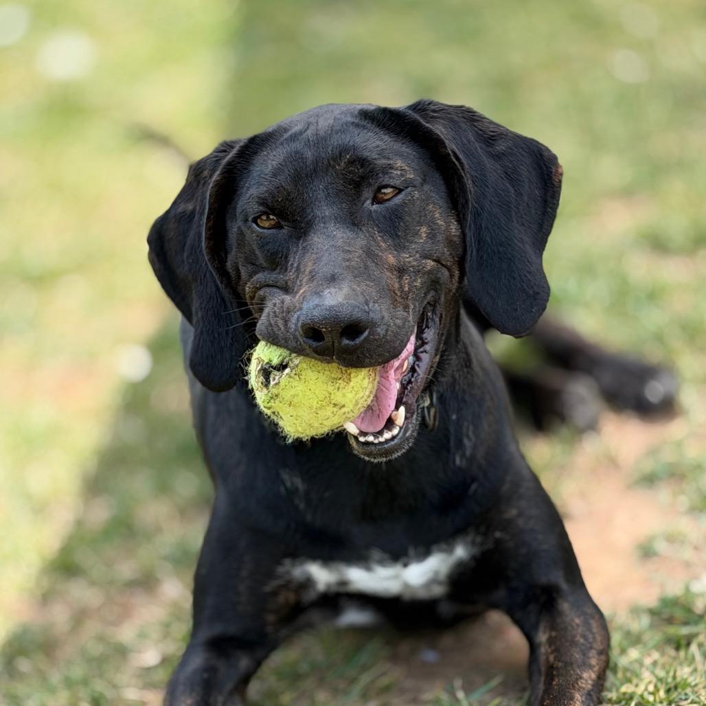 Remington, a Adoptable Plott Hound in Harrisonburg, VA image 2/6
