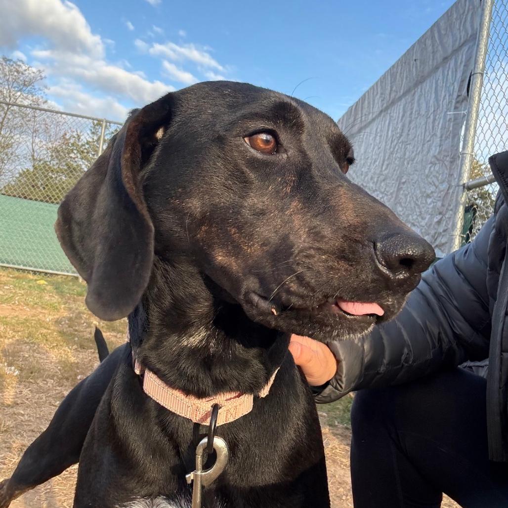 Remington, a Adoptable Plott Hound in Harrisonburg, VA image 2/6