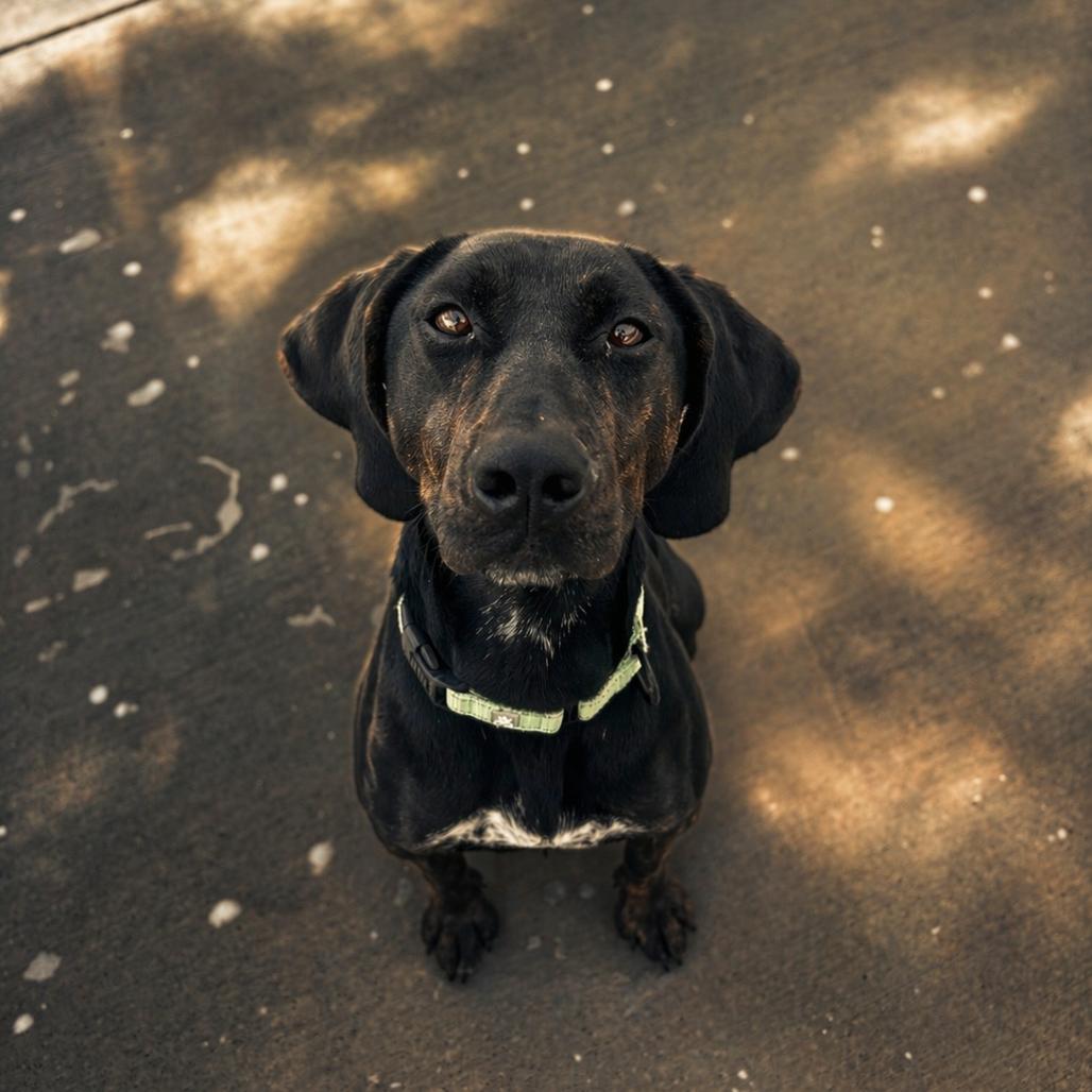 Remington, a Adoptable Plott Hound in Harrisonburg, VA image 3/6