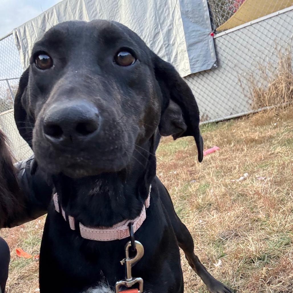 Remington, a Adoptable Plott Hound in Harrisonburg, VA image 4/6
