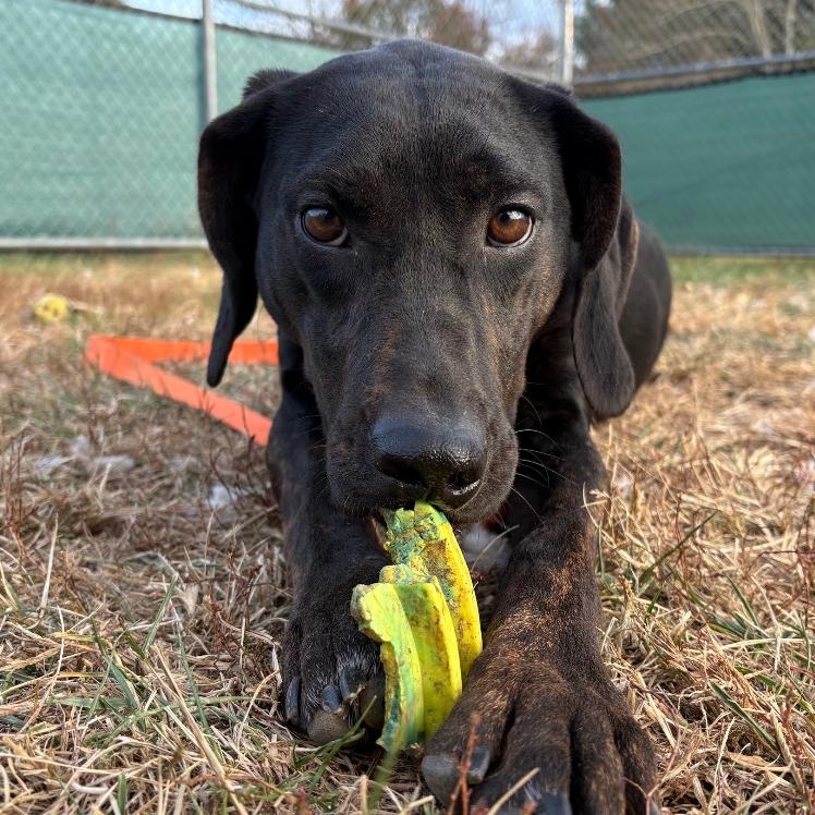 Remington, a Adoptable Plott Hound in Harrisonburg, VA image 5/6