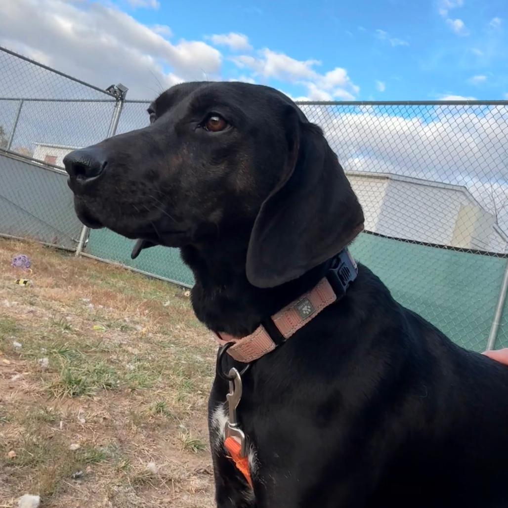 Remington, a Adoptable Plott Hound in Harrisonburg, VA image 6/6