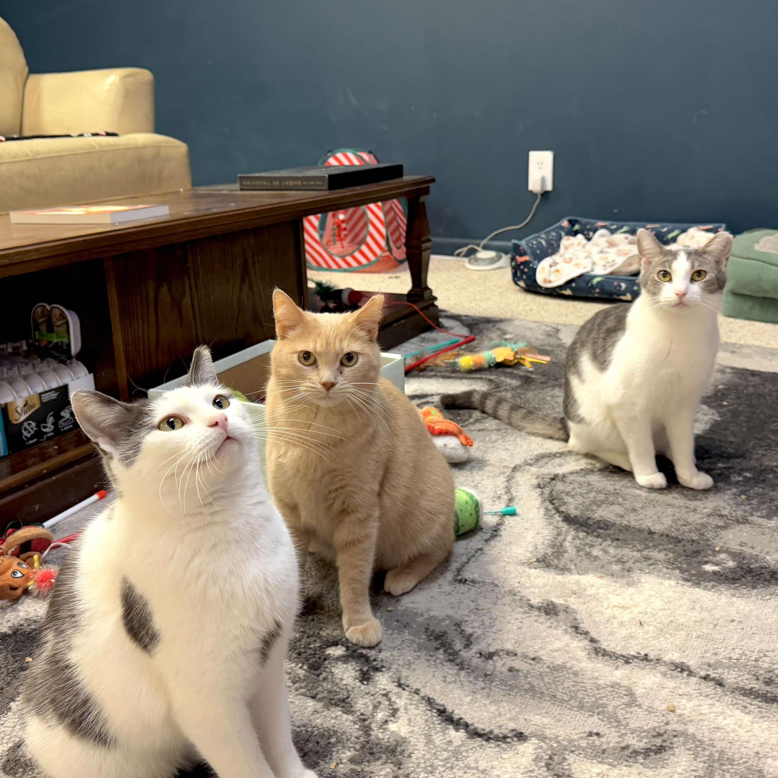 Enlarge BONDED PAIR/TRIO - Cathleen, Catwoman, Spiderman, a Adoptable Domestic Short Hair in Mount Juliet, TN image 5/6