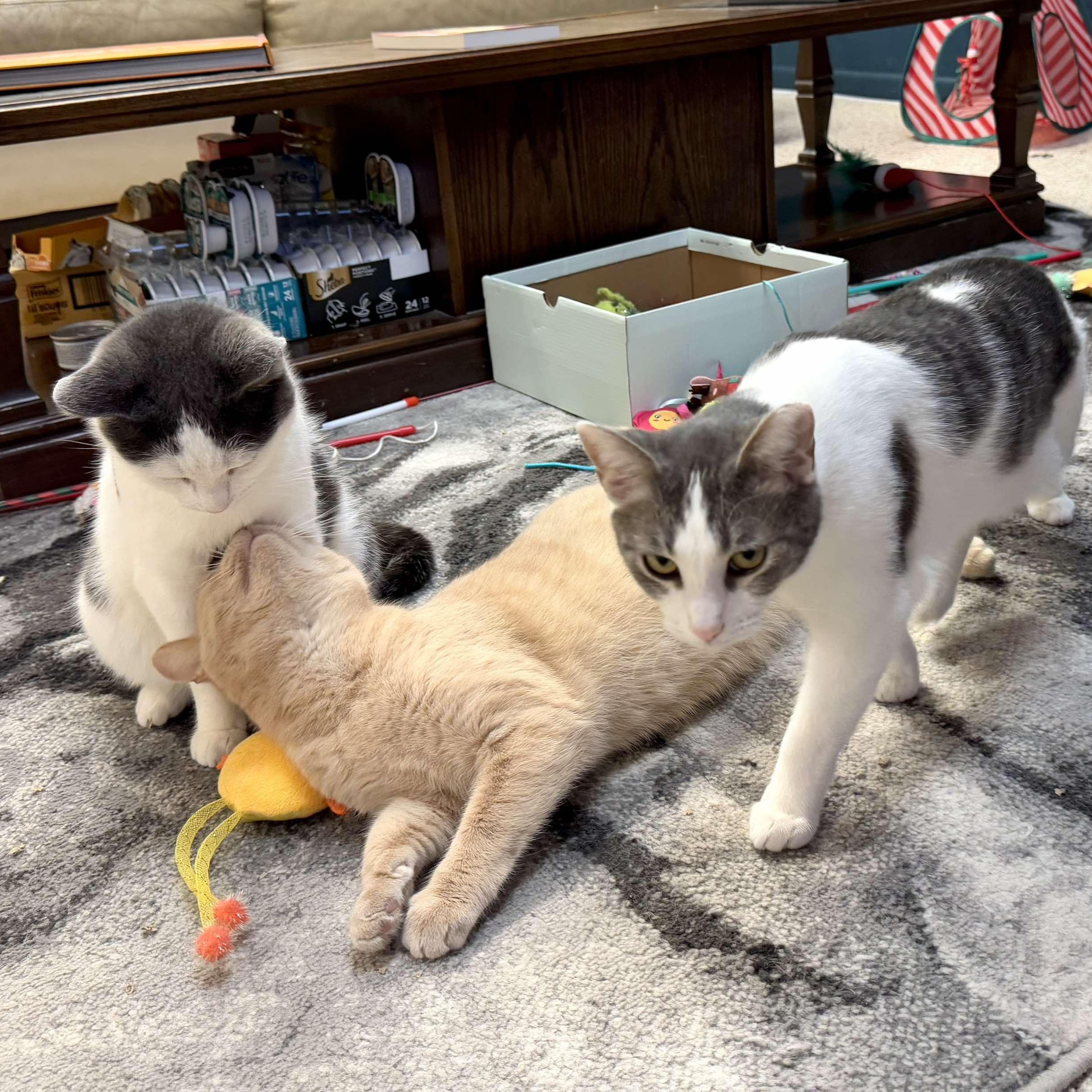 Enlarge BONDED PAIR/TRIO - Cathleen, Catwoman, Spiderman, a Adoptable Domestic Short Hair in Mount Juliet, TN image 4/6