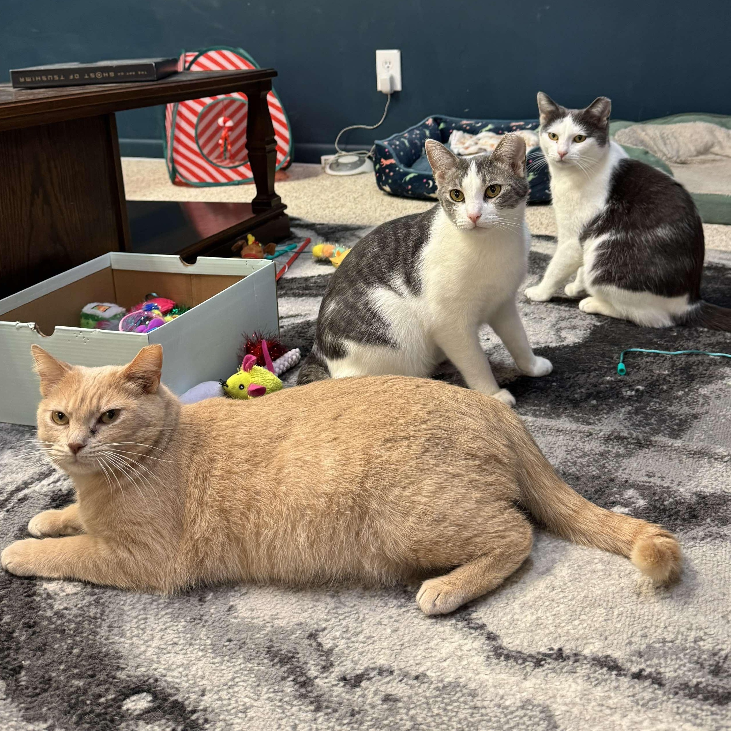 Enlarge BONDED PAIR/TRIO - Cathleen, Catwoman, Spiderman, a Adoptable Domestic Short Hair in Mount Juliet, TN image 6/6