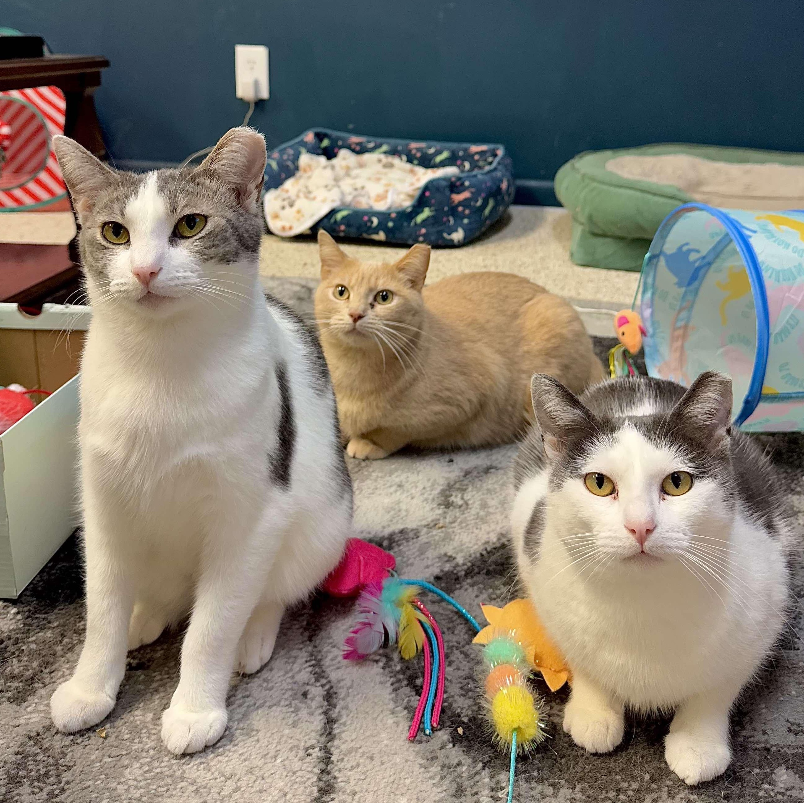 BONDED PAIR/TRIO - Cathleen, Catwoman, Spiderman, Adoptable, Adult Female Domestic Short Hair.