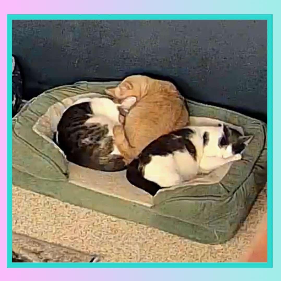 Enlarge BONDED PAIR/TRIO - Cathleen, Catwoman, Spiderman, a Adoptable Domestic Short Hair in Mount Juliet, TN image 2/6