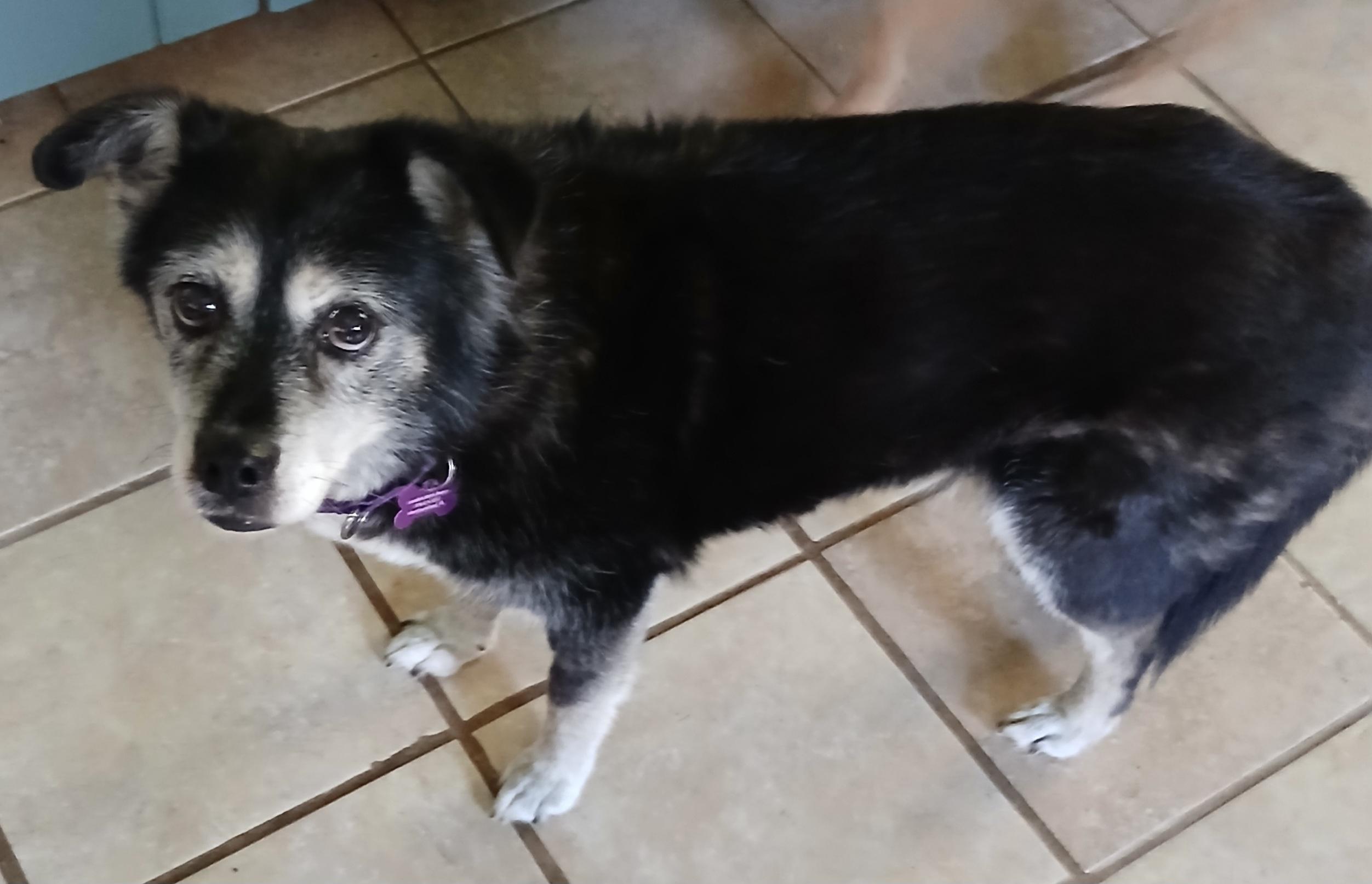 Enlarge Shay Shay (Wonderful Gentle Companion), a ADOPTABLE mixed breed in Newfoundland, PA image 5/5