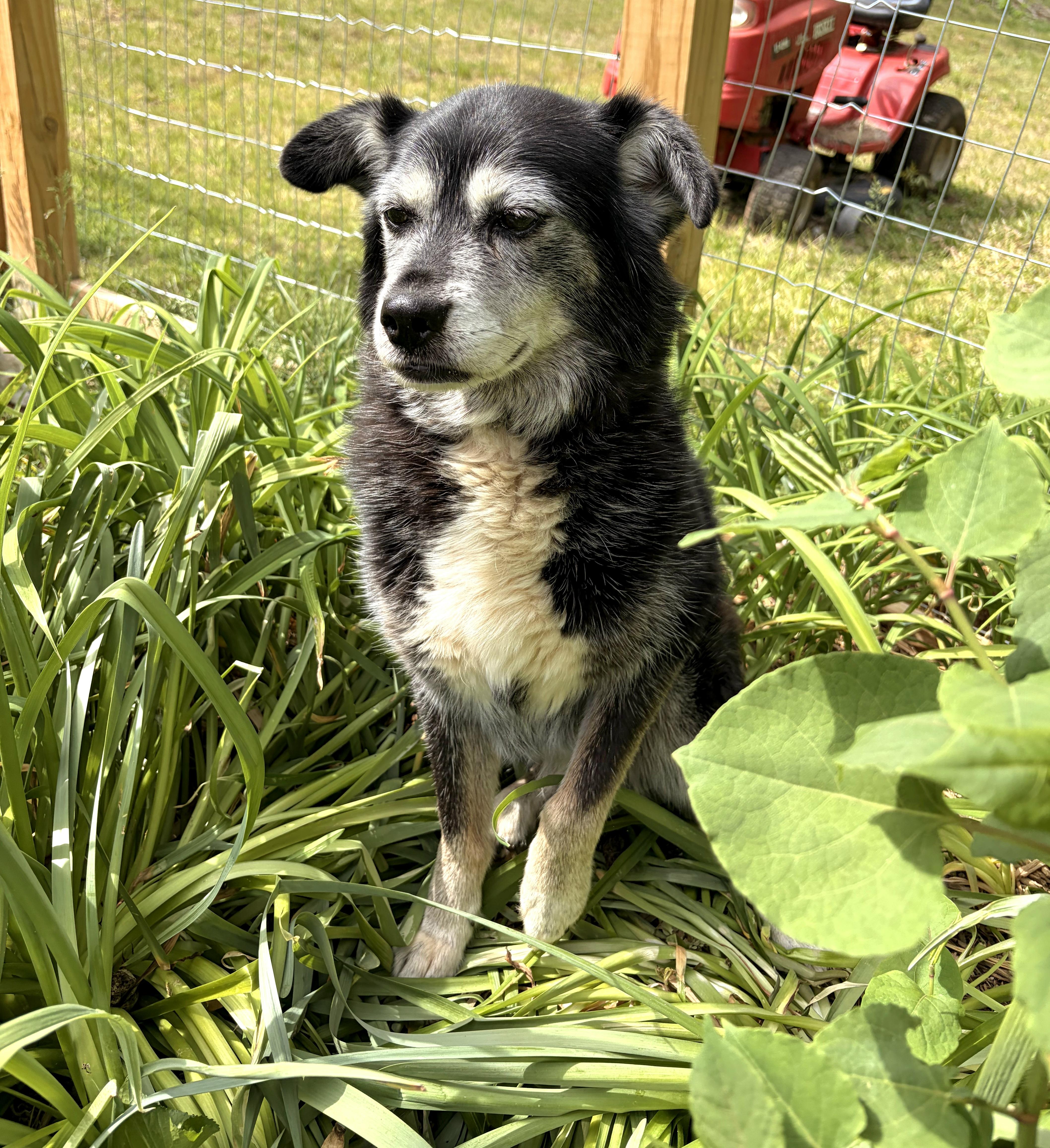 Enlarge Shay Shay (Wonderful Gentle Companion), a ADOPTABLE mixed breed in Newfoundland, PA image 3/5