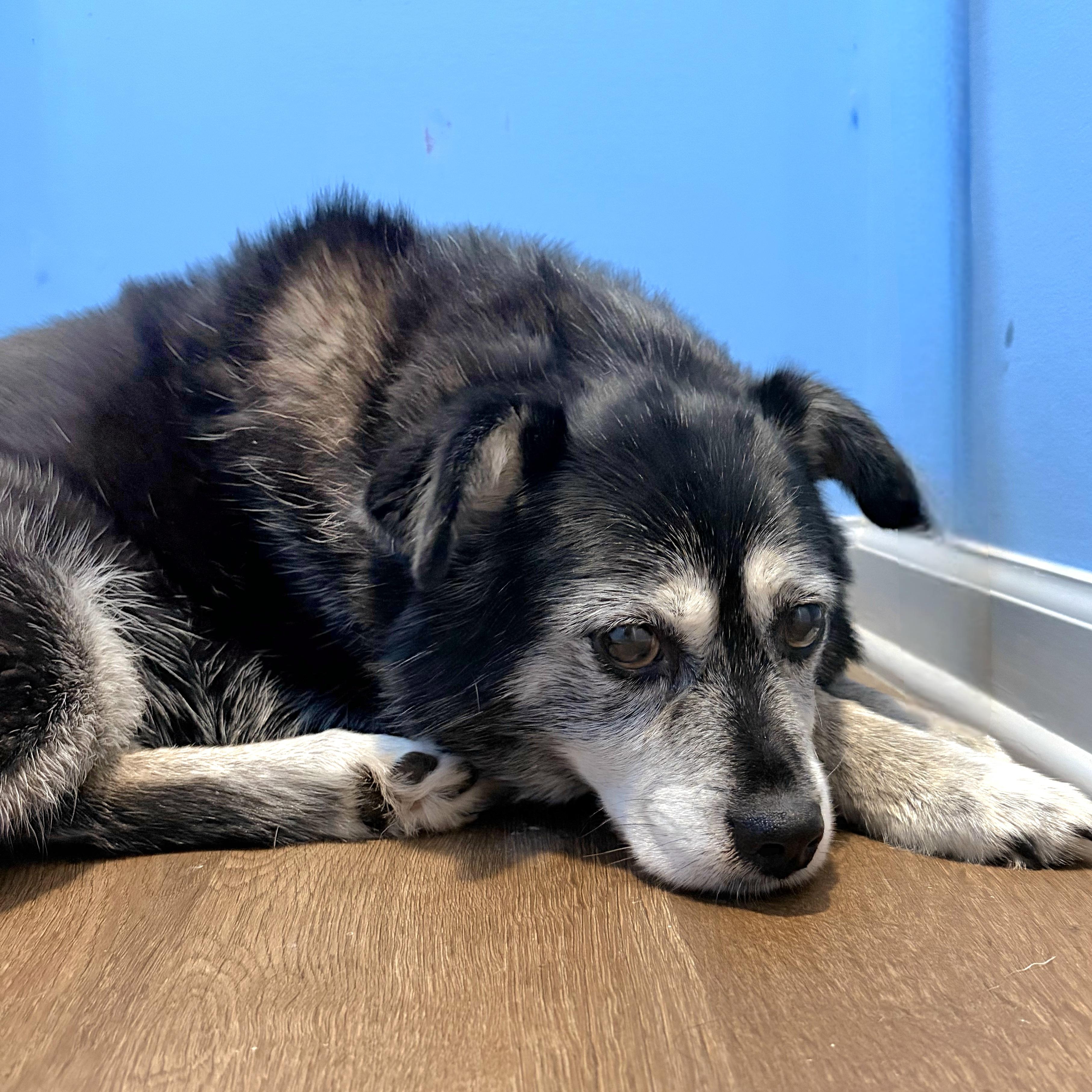 Enlarge Shay Shay (Wonderful Gentle Companion), a ADOPTABLE mixed breed in Newfoundland, PA image 4/5