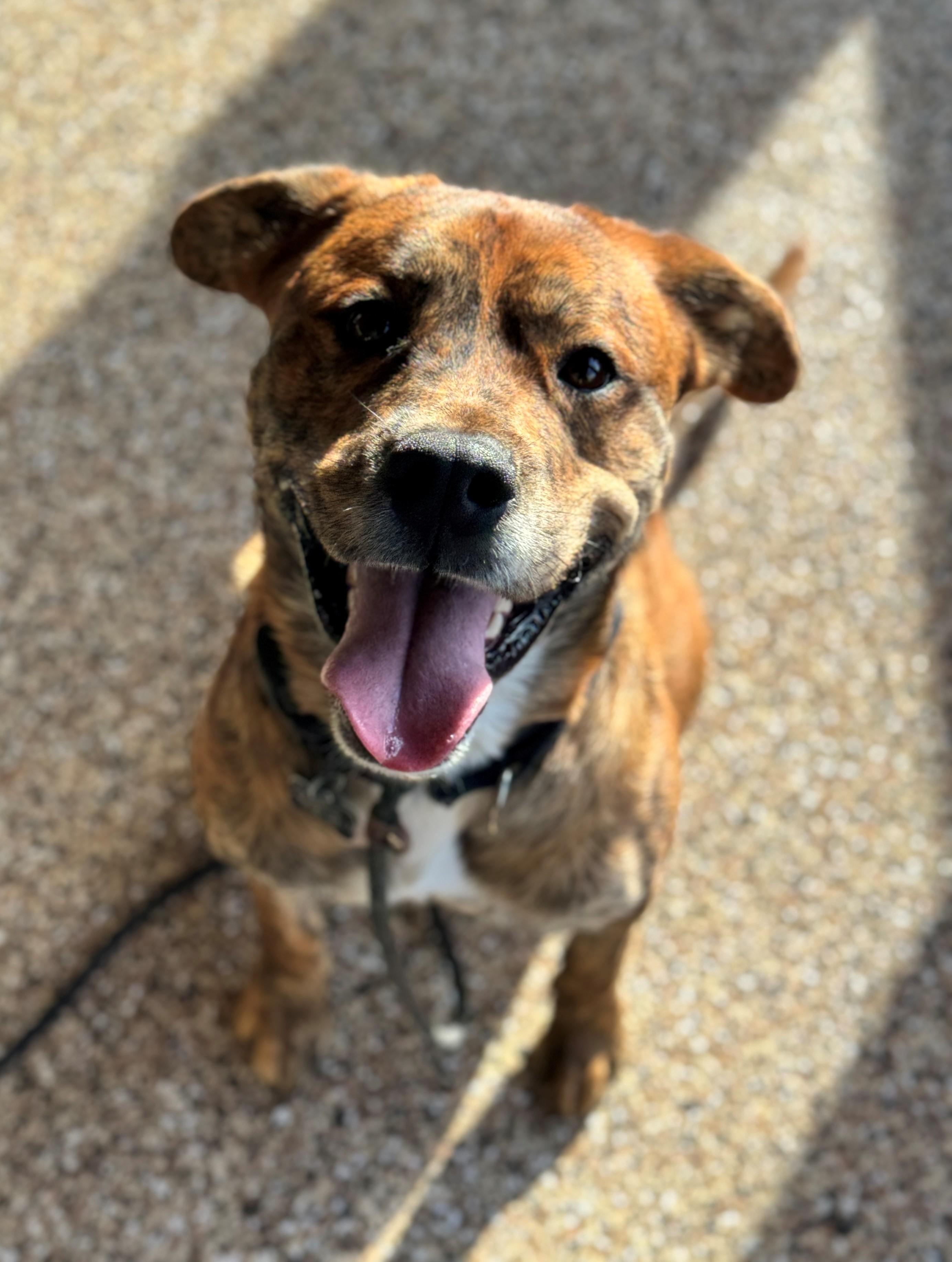 Theo, an adoptable Pit Bull Terrier, American Staffordshire Terrier in Hackensack, MN, 56452 | Photo Image 2