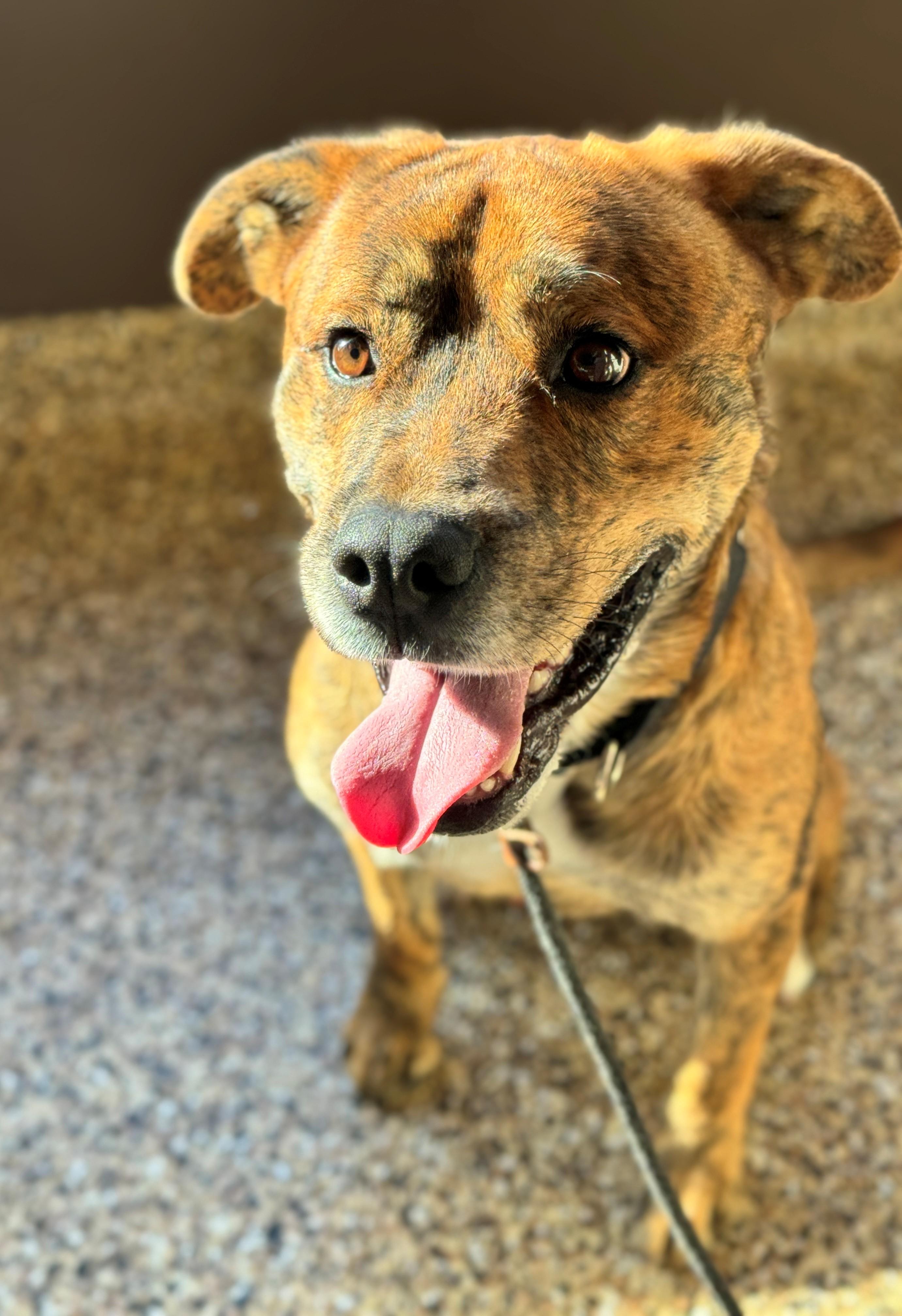 Theo, an adoptable Pit Bull Terrier, American Staffordshire Terrier in Hackensack, MN, 56452 | Photo Image 6