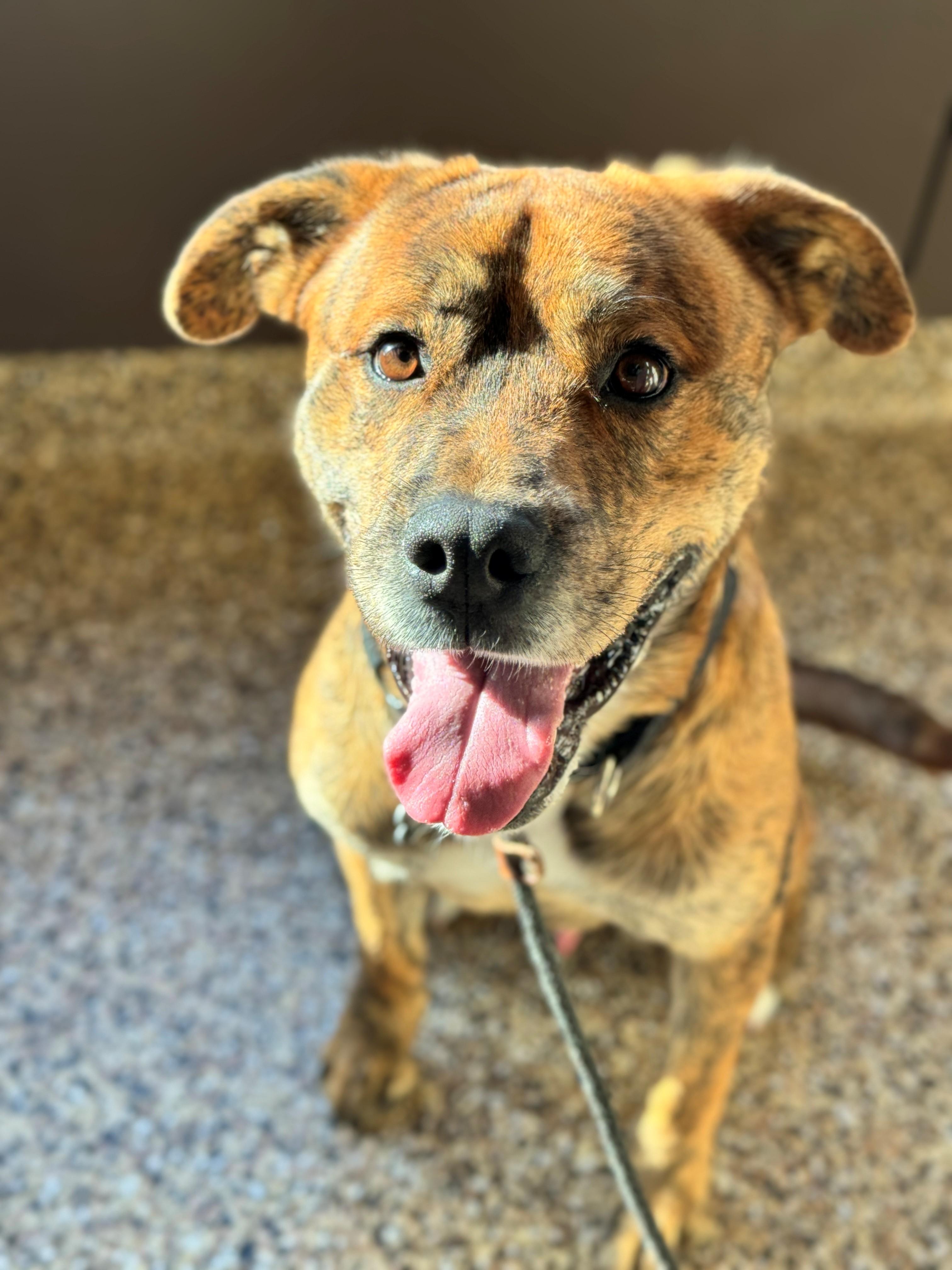 Theo, an adoptable Pit Bull Terrier, American Staffordshire Terrier in Hackensack, MN, 56452 | Photo Image 3