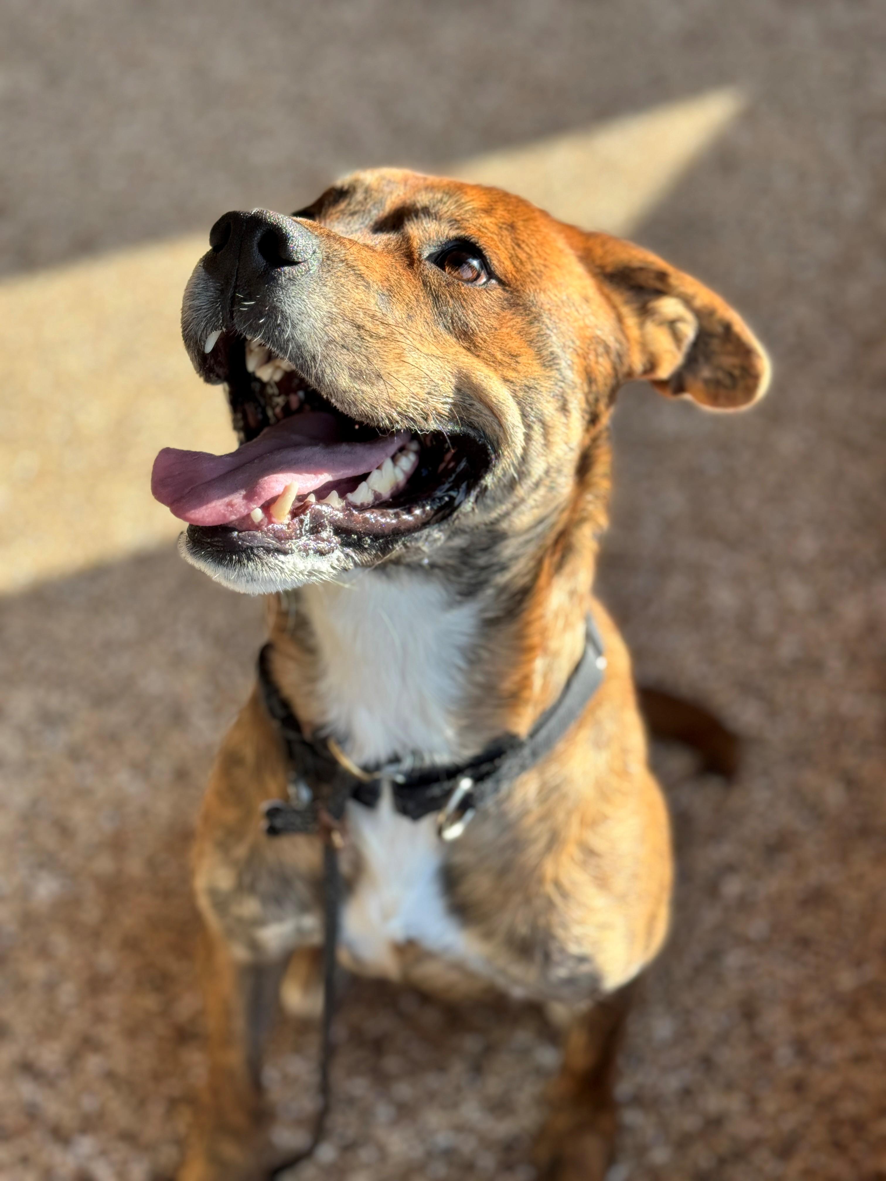 Theo, an adoptable Pit Bull Terrier, American Staffordshire Terrier in Hackensack, MN, 56452 | Photo Image 4