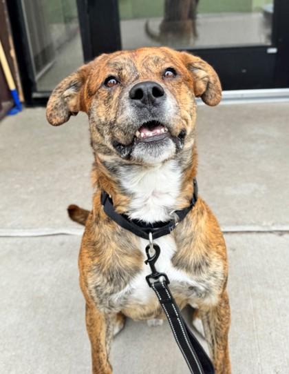 Theo, an adoptable Pit Bull Terrier, American Staffordshire Terrier in Hackensack, MN, 56452 | Photo Image 6