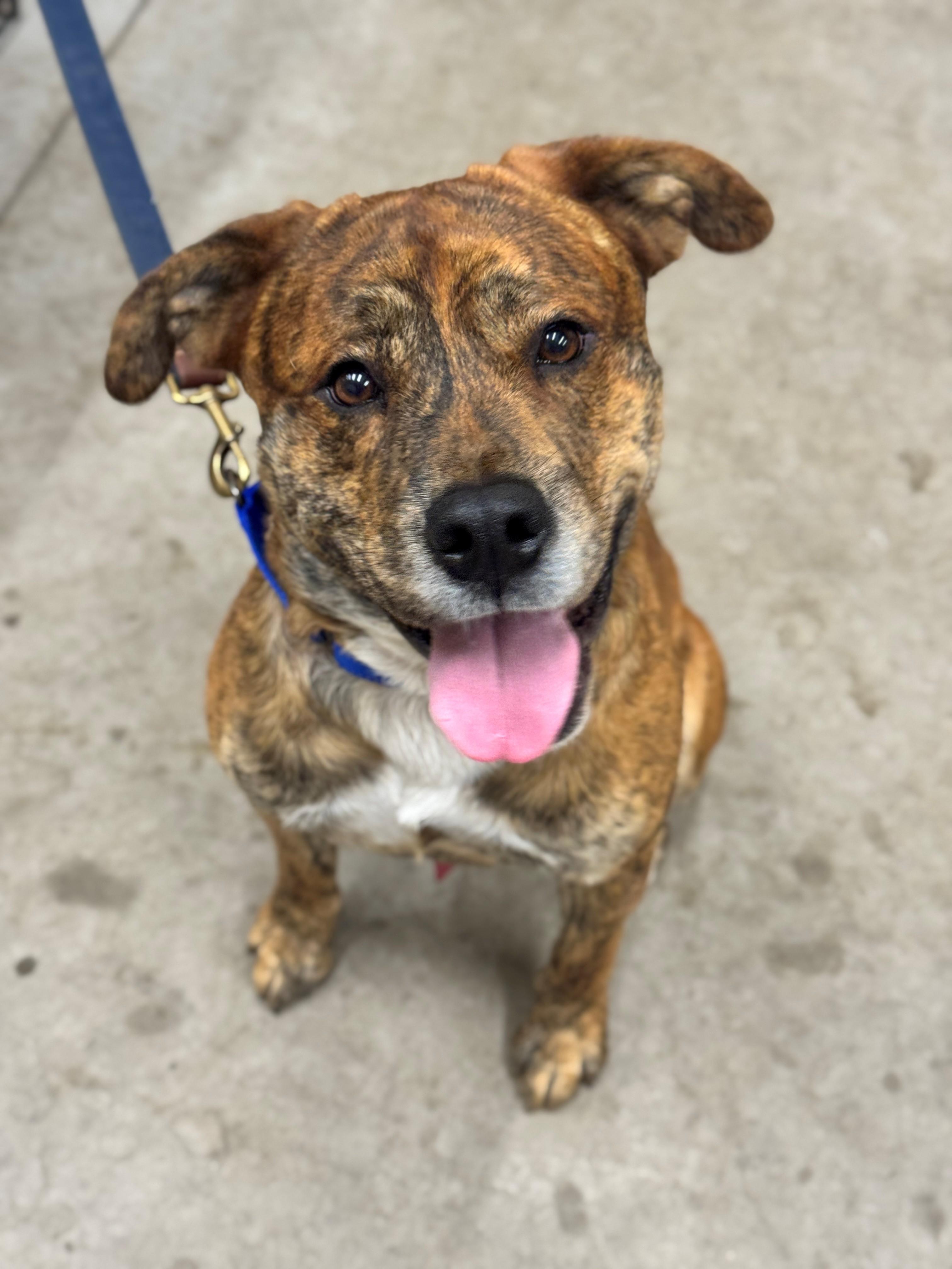 Theo, an adoptable Pit Bull Terrier in Hackensack, MN, 56452 | Photo Image 3