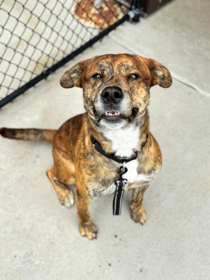 Theo, an adoptable Pit Bull Terrier, American Staffordshire Terrier in Hackensack, MN, 56452 | Photo Image 5