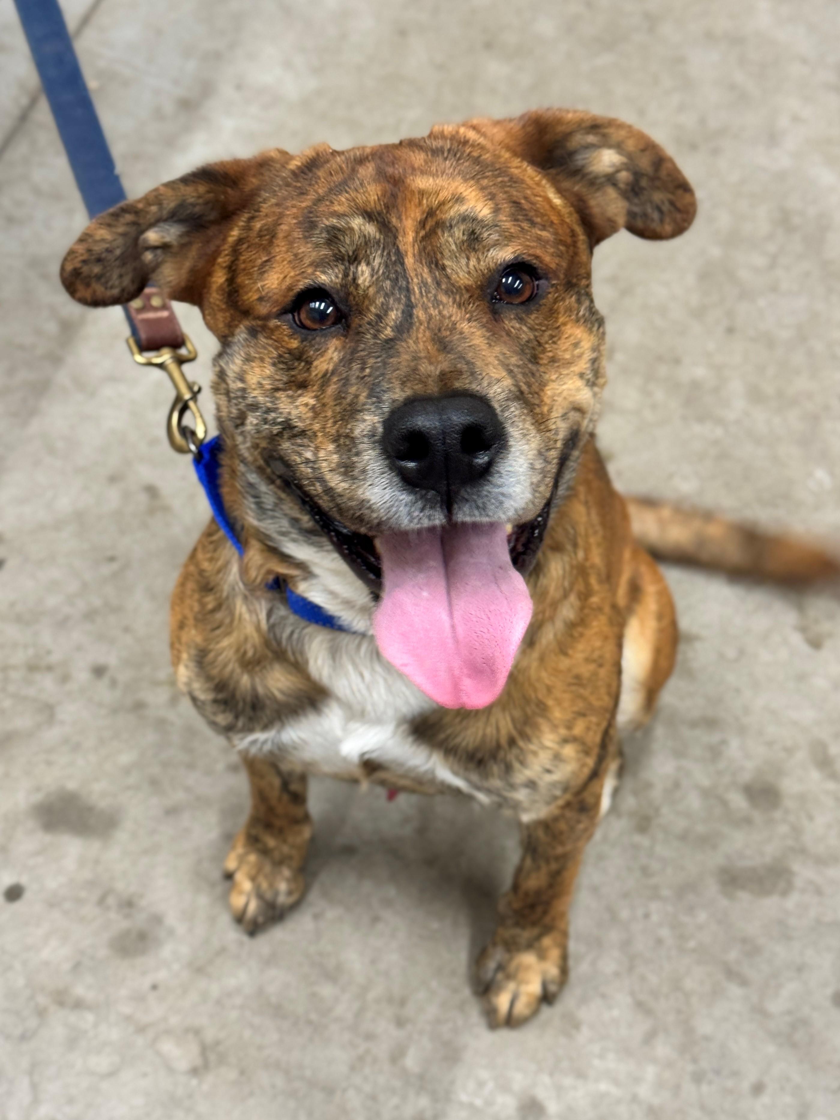 Theo, an adoptable Pit Bull Terrier in Hackensack, MN, 56452 | Photo Image 1