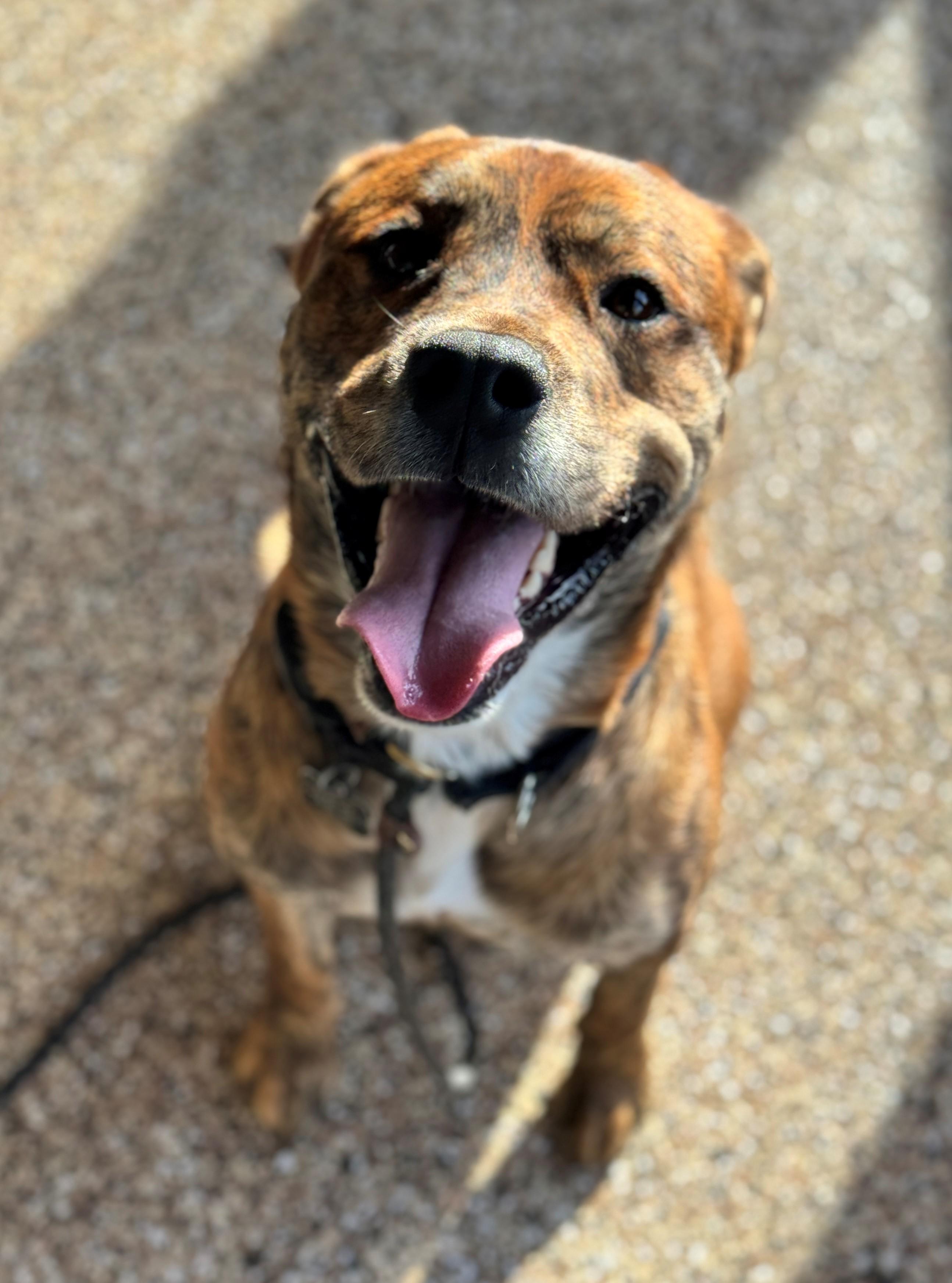 Theo, an adoptable Pit Bull Terrier, American Staffordshire Terrier in Hackensack, MN, 56452 | Photo Image 5