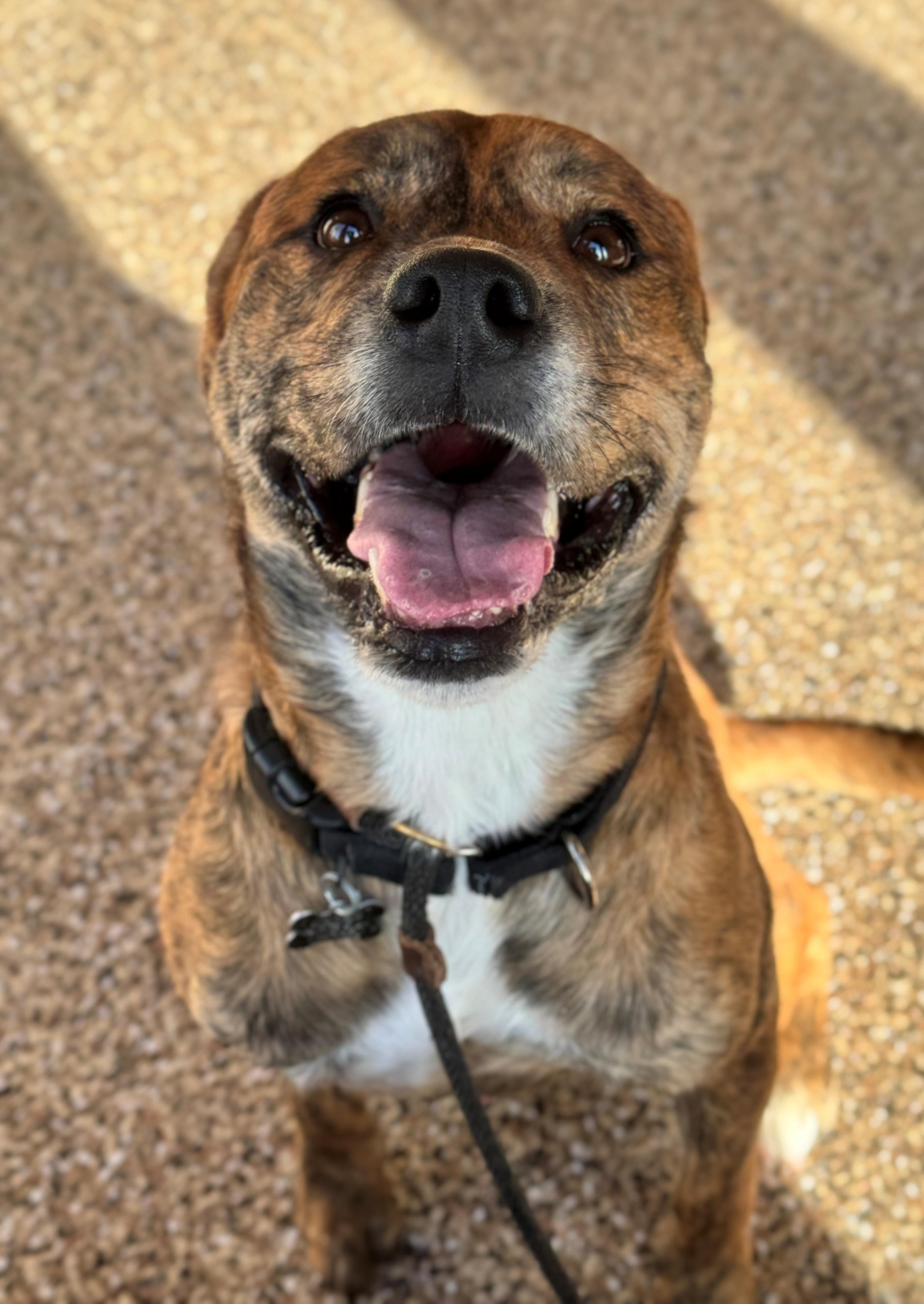 Theo, an adoptable Pit Bull Terrier, American Staffordshire Terrier in Hackensack, MN, 56452 | Photo Image 1