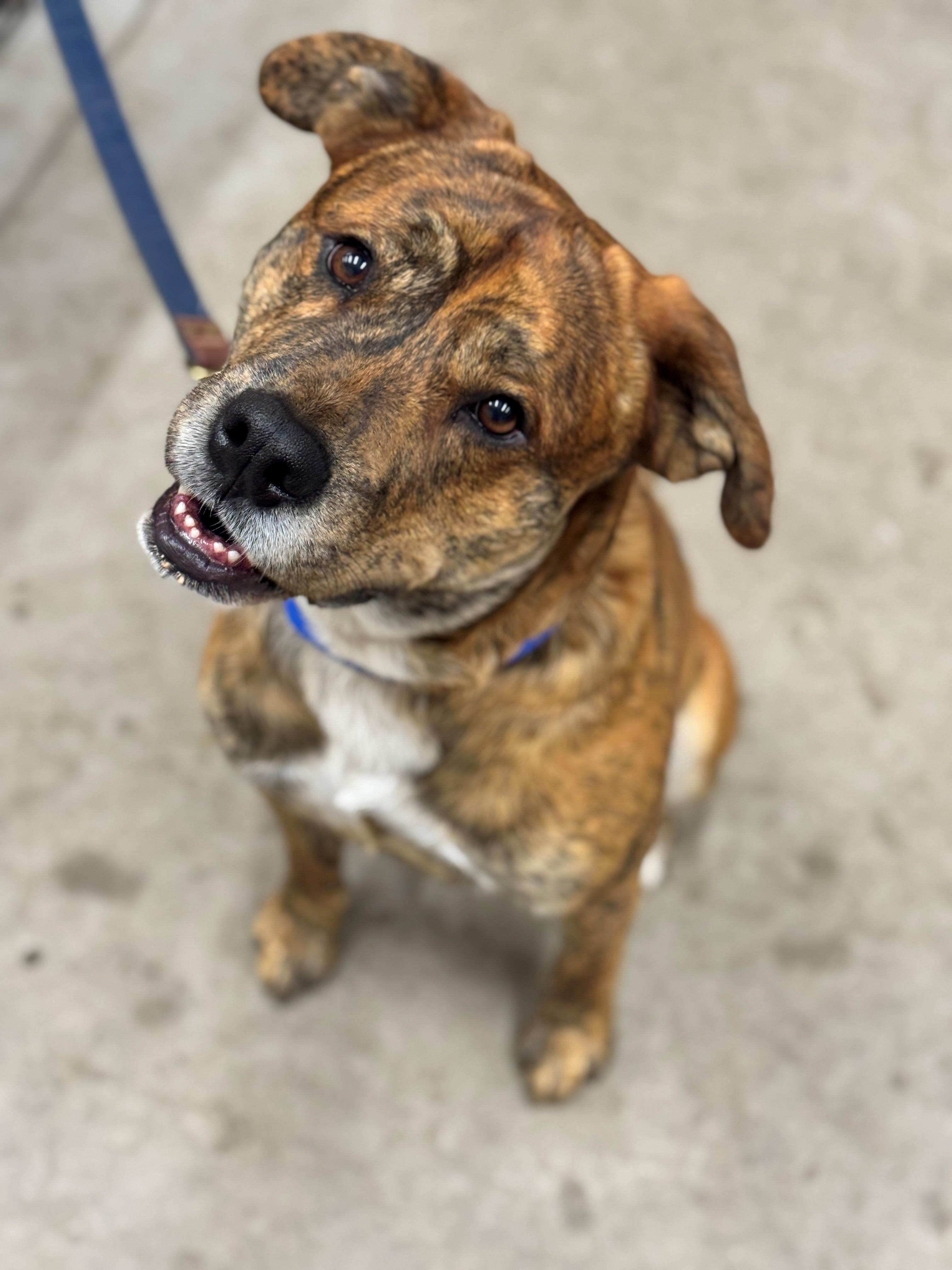 Theo, an adoptable Pit Bull Terrier in Hackensack, MN, 56452 | Photo Image 2