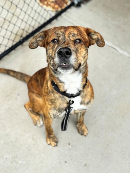 Theo, an adoptable Pit Bull Terrier, American Staffordshire Terrier in Hackensack, MN, 56452 | Photo Image 4