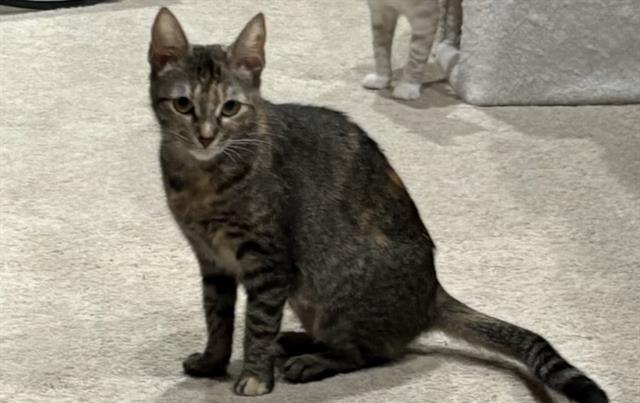Enlarge TAMMY, a Adoptable Domestic Short Hair in Pasadena, TX image 1/1