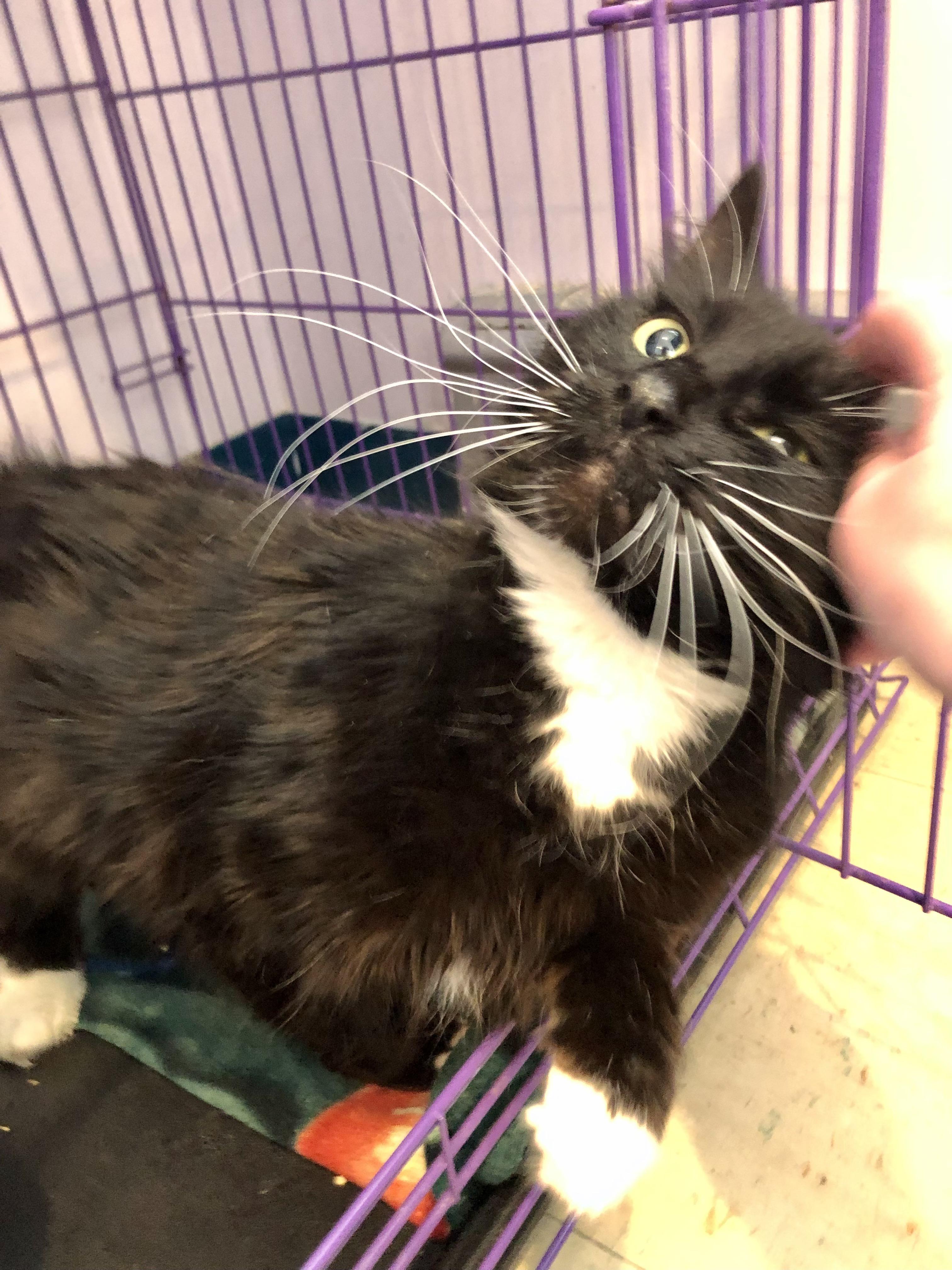 Enlarge Jennipurr, a ADOPTABLE Domestic Medium Hair in Salisbury, MA image 3/5