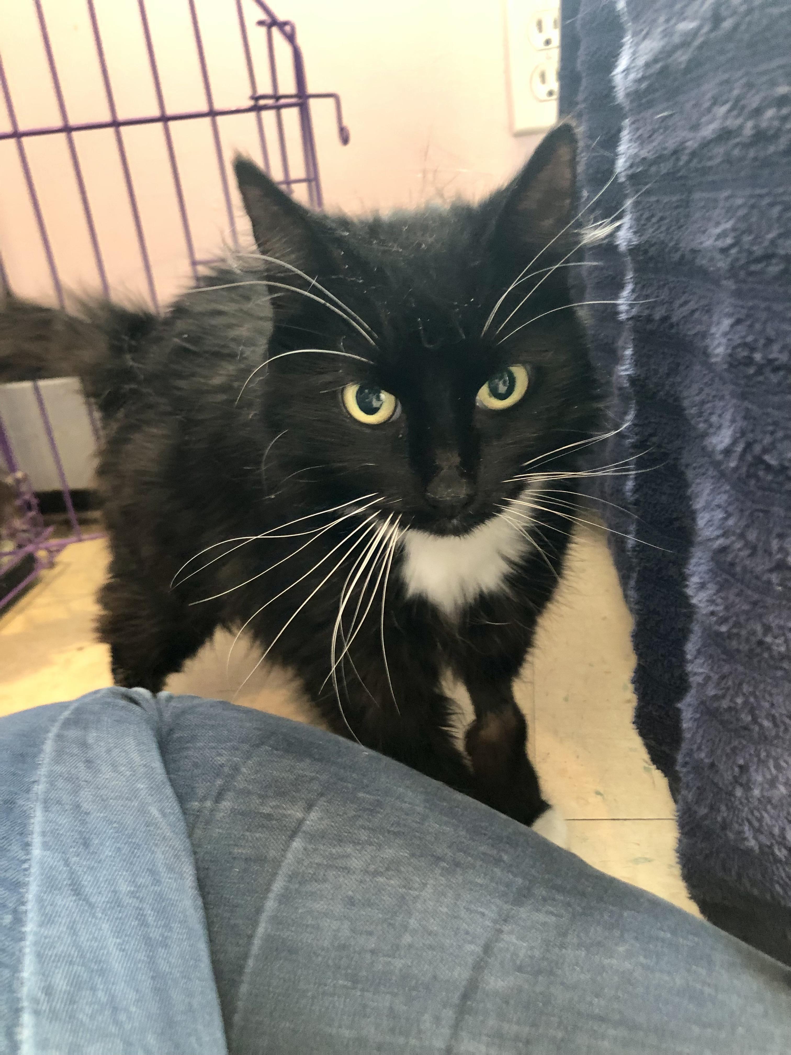 Enlarge Jennipurr, a ADOPTABLE Domestic Medium Hair in Salisbury, MA image 5/5