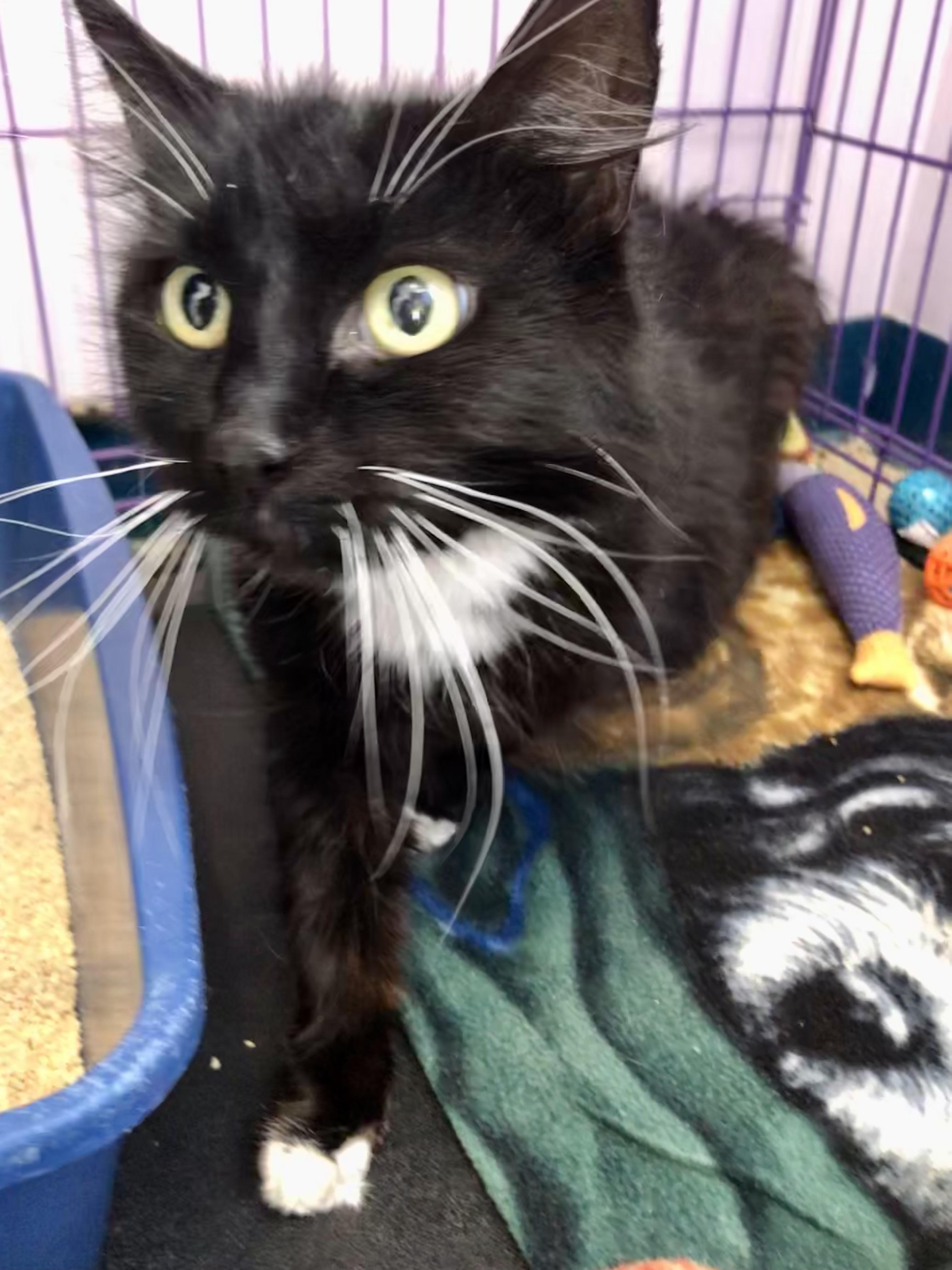 Enlarge Jennipurr, a ADOPTABLE Domestic Medium Hair in Salisbury, MA image 1/5