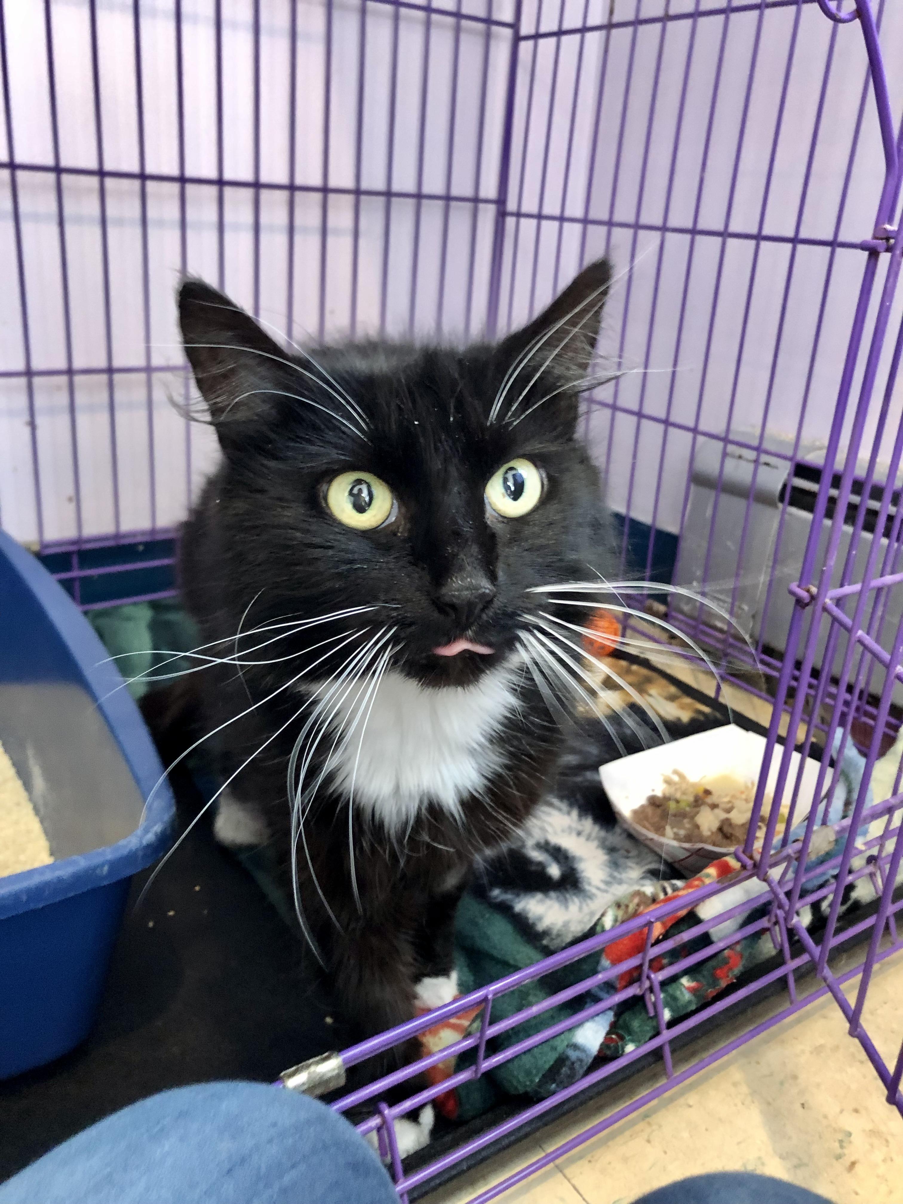 Enlarge Jennipurr, a ADOPTABLE Domestic Medium Hair in Salisbury, MA image 2/5