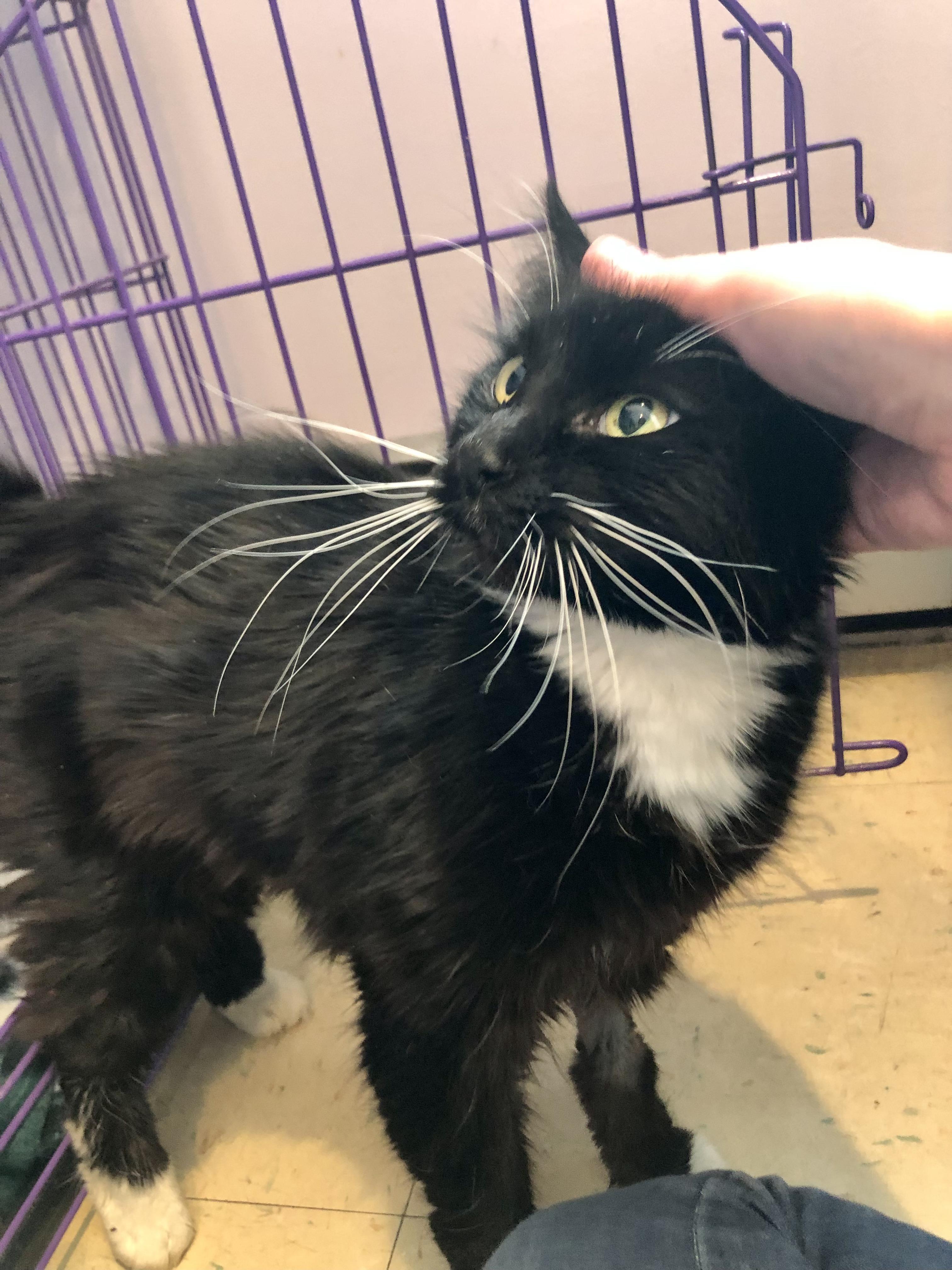 Enlarge Jennipurr, a ADOPTABLE Domestic Medium Hair in Salisbury, MA image 4/5