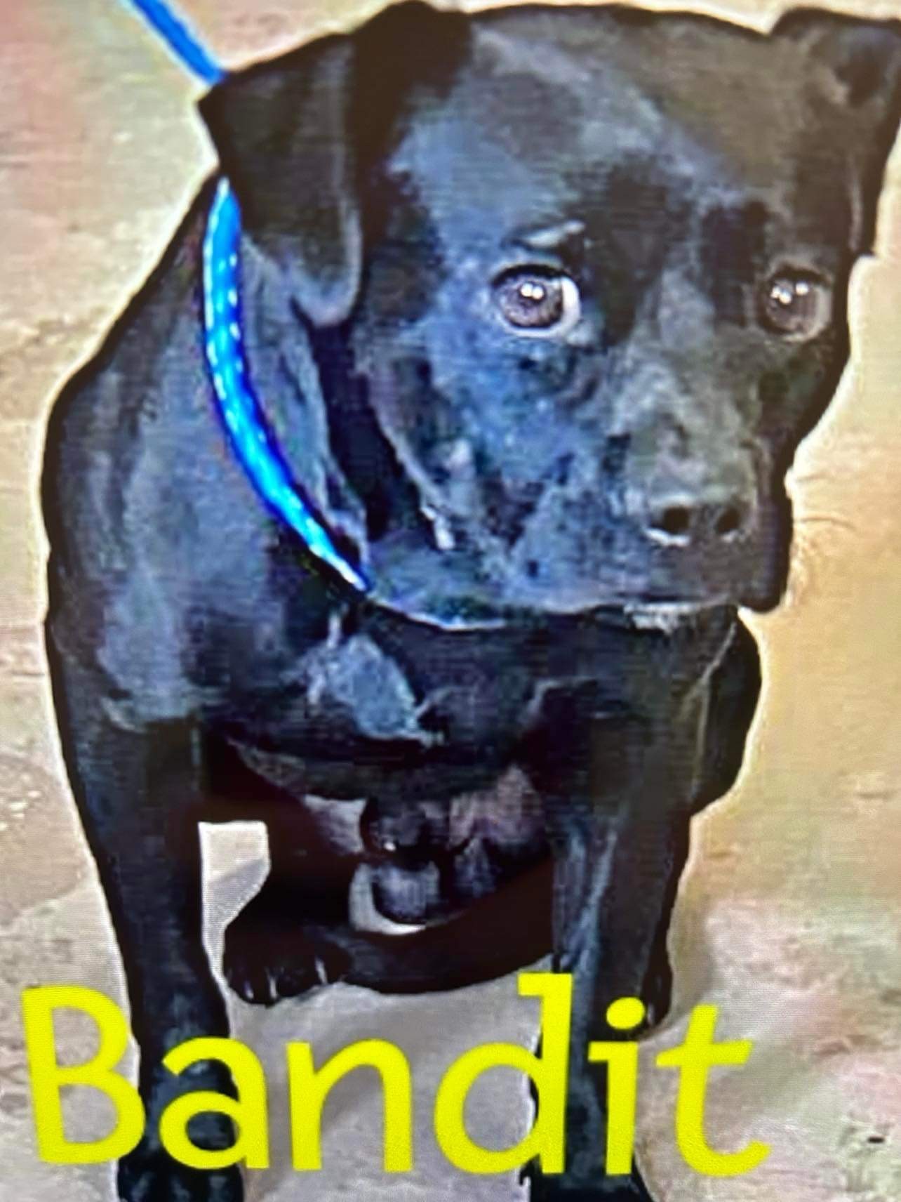 Enlarge Bandit, a Adopted Black Labrador Retriever in cumming, GA image 1/1