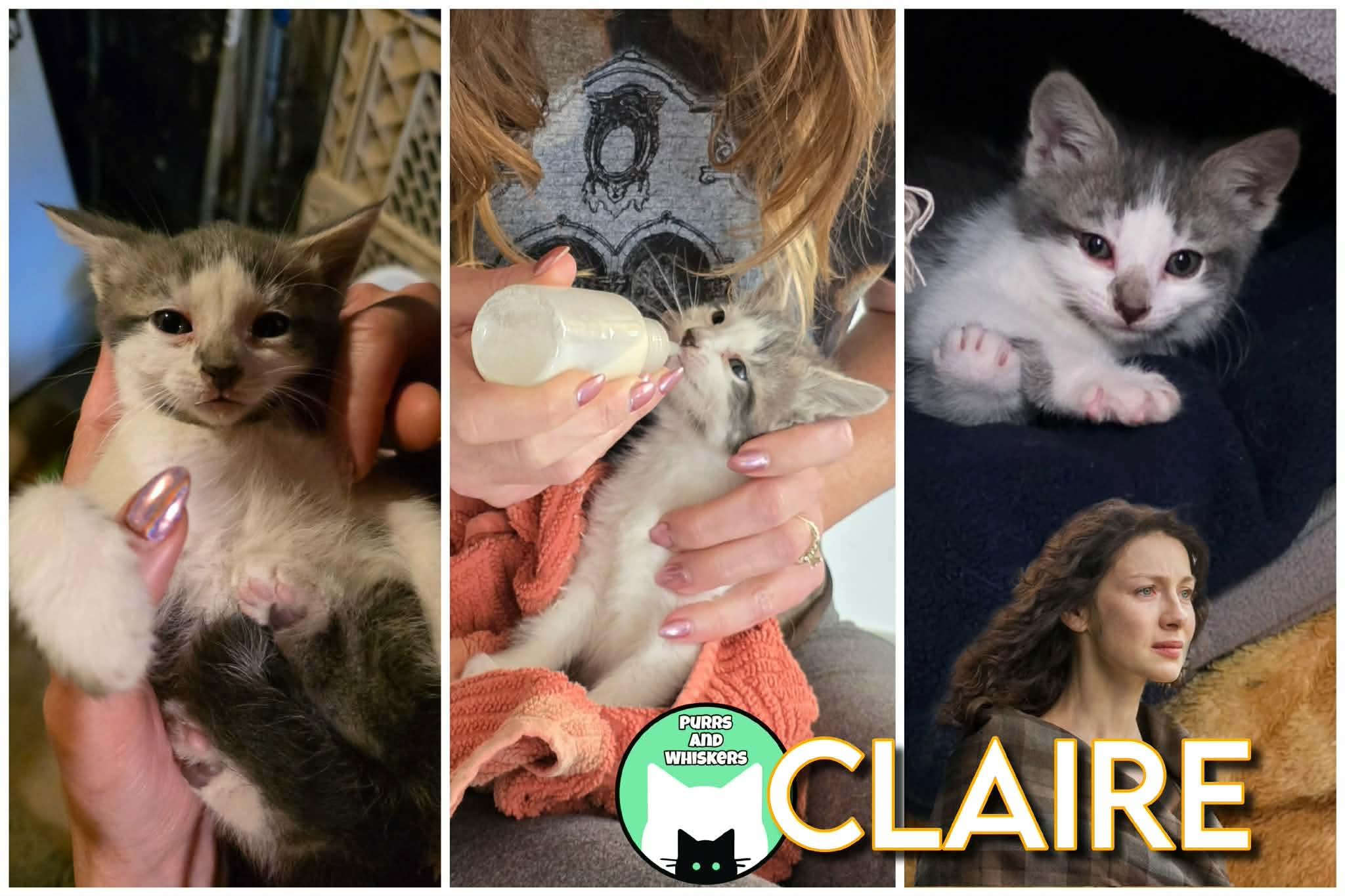 Enlarge Claire, a ADOPTABLE Domestic Short Hair in New Hartford, NY image 1/1