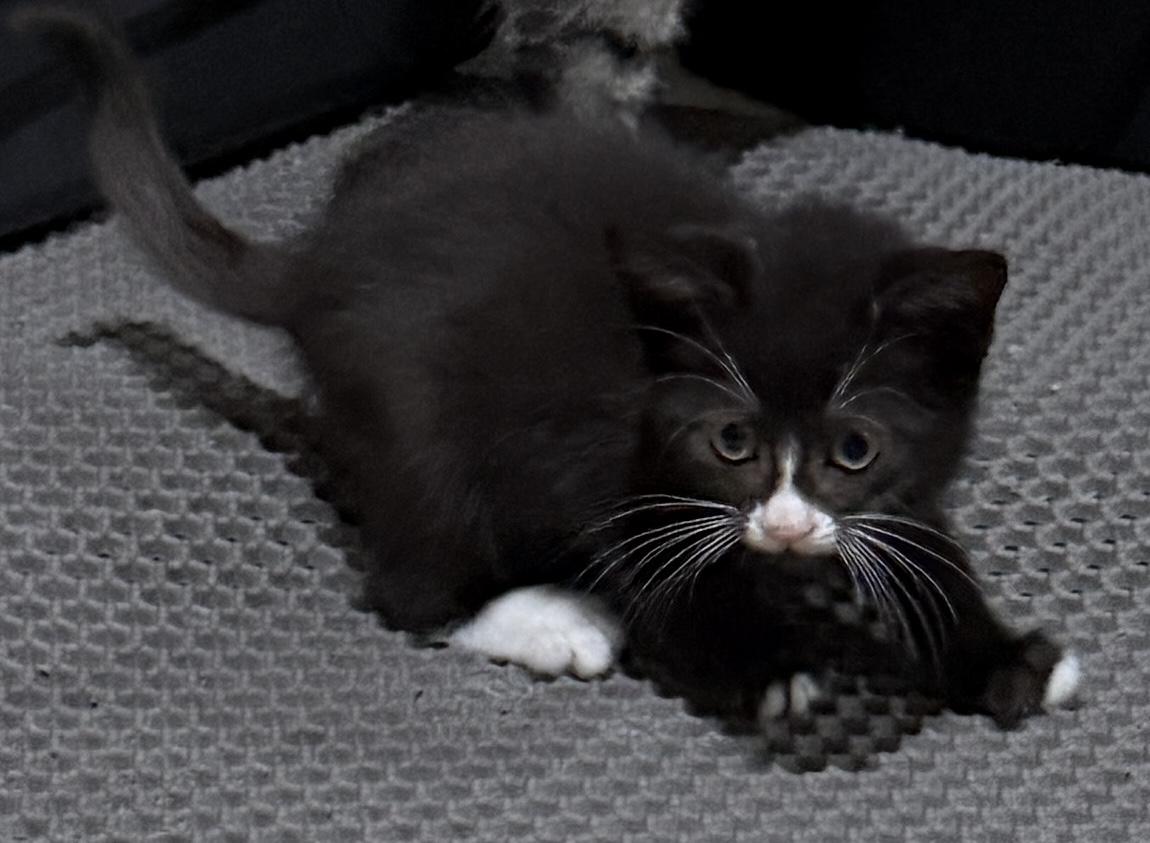 Winston, a Adoptable Domestic Short Hair in East Hanover, NJ image 2/2