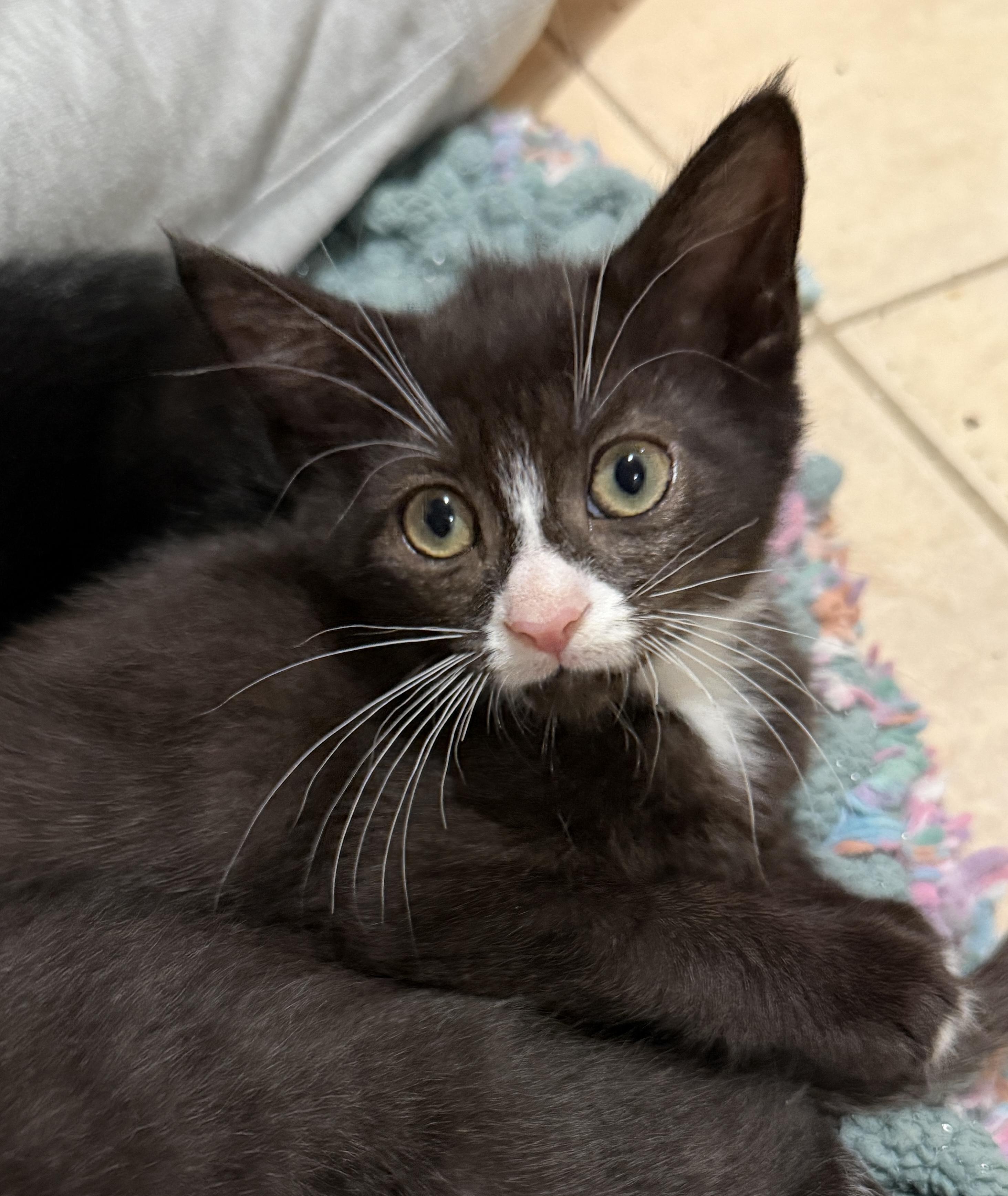 Winston, Adoptable, Kitten Male Domestic Short Hair.