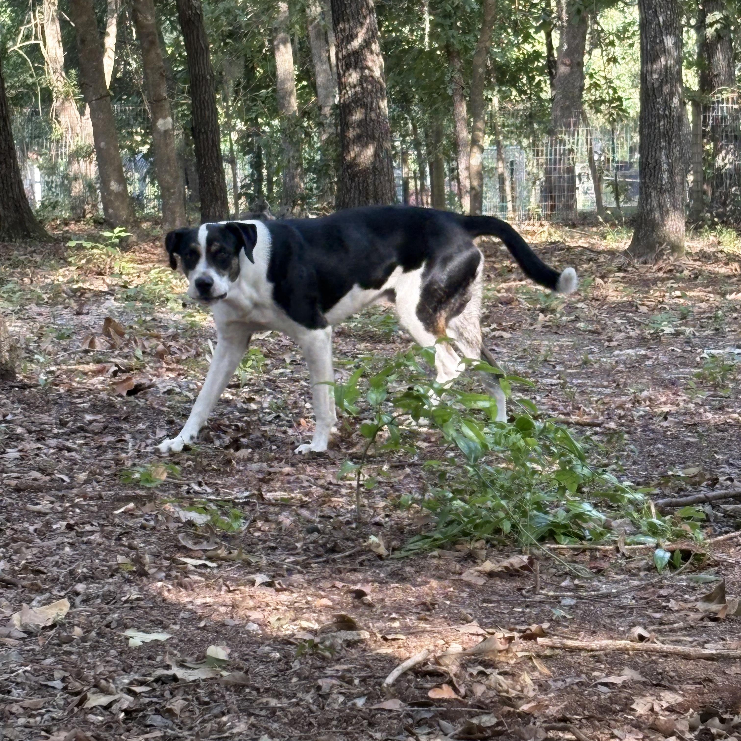 Enlarge Paddington, a Adoptable mixed breed in Orangeburg, SC image 5/6