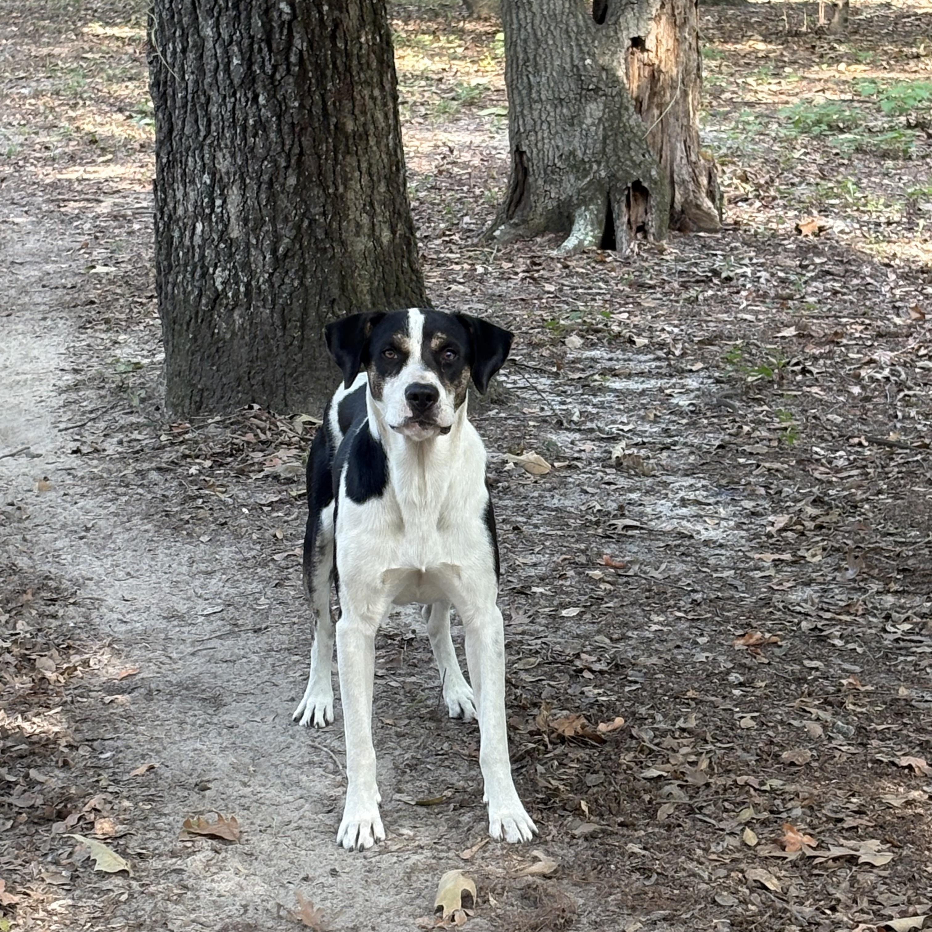 Enlarge Paddington, a Adoptable mixed breed in Orangeburg, SC image 3/6