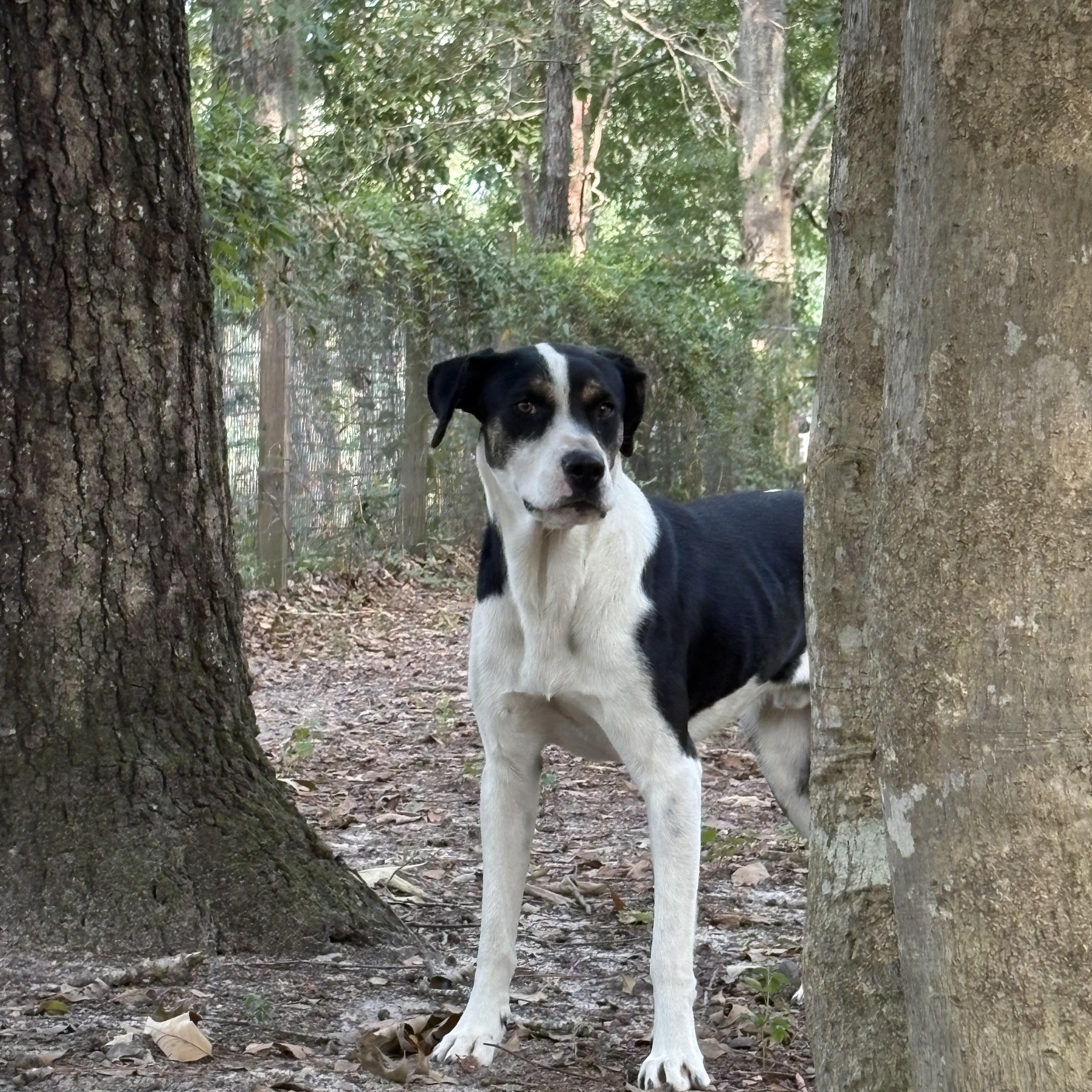 Enlarge Paddington, a Adoptable mixed breed in Orangeburg, SC image 1/6
