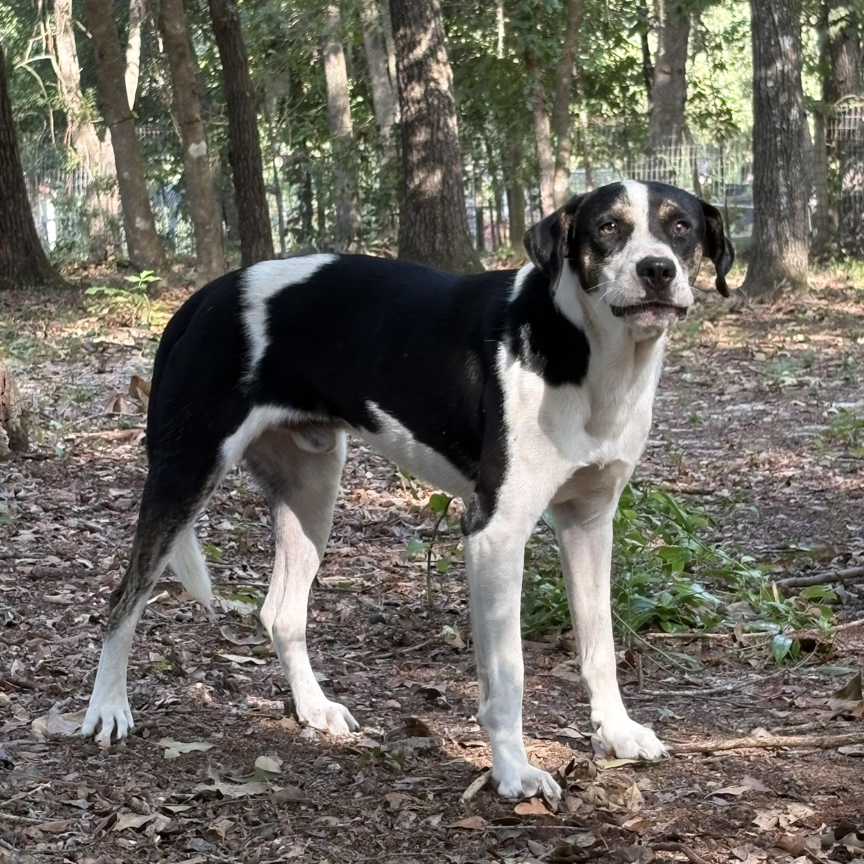 Enlarge Paddington, a Adoptable mixed breed in Orangeburg, SC image 2/6