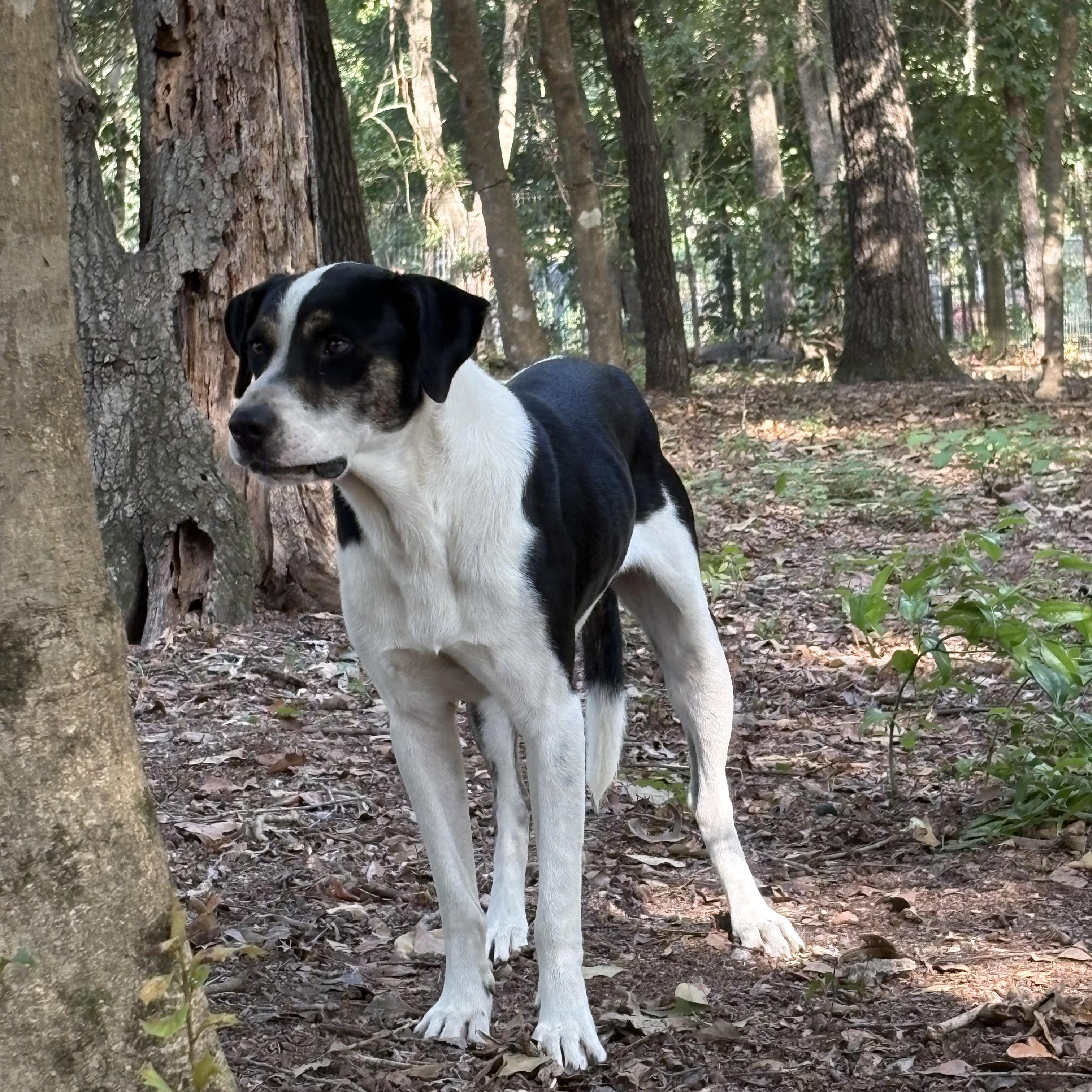 Enlarge Paddington, a Adoptable mixed breed in Orangeburg, SC image 4/6