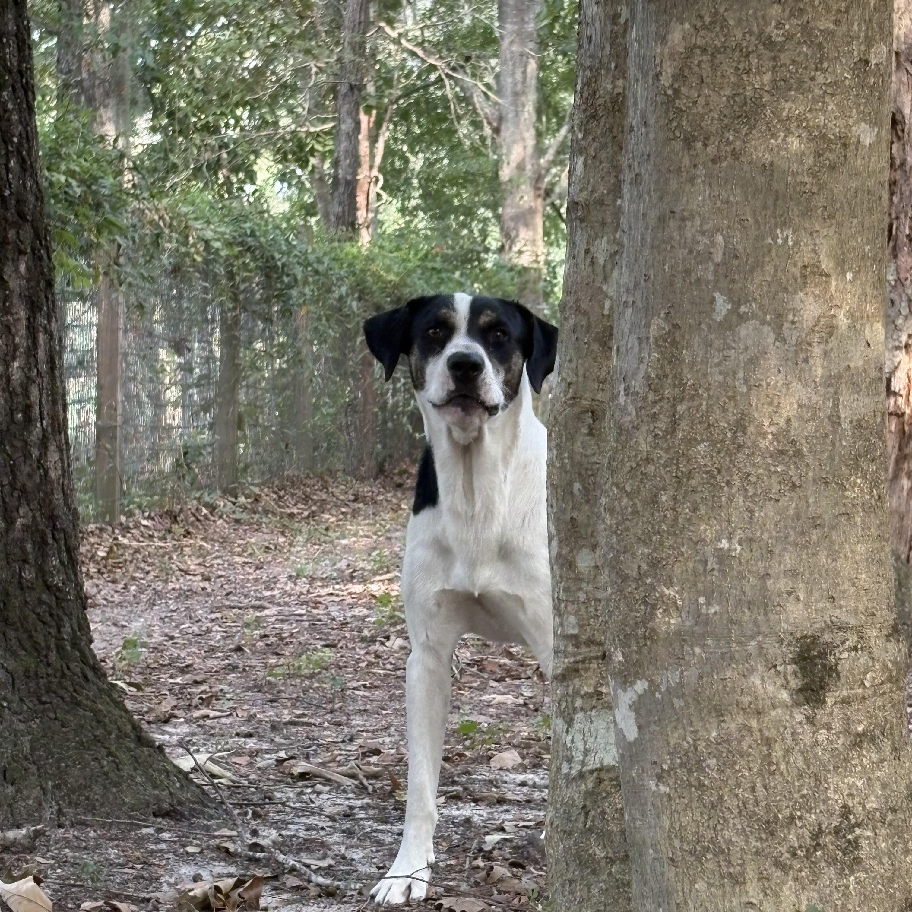 Enlarge Paddington, a Adoptable mixed breed in Orangeburg, SC image 6/6
